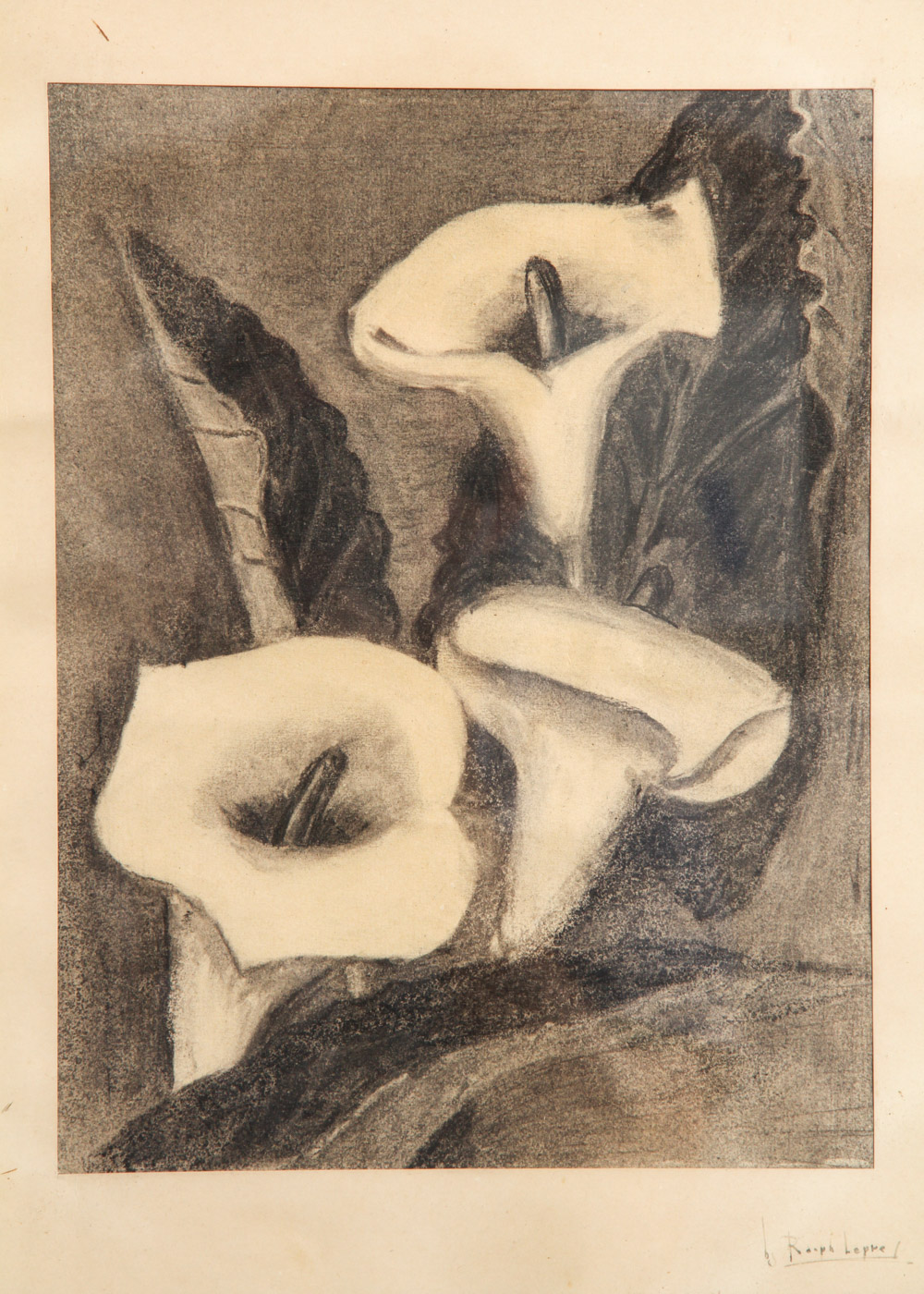 Ralph Lepre Charcoal Drawing on Paper Calla LIlies