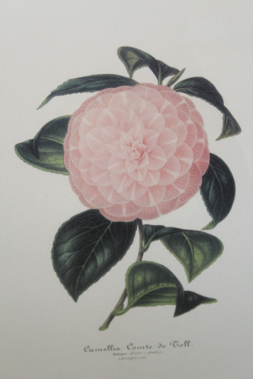 Horticulture Offset Lithograph Prints on Paper