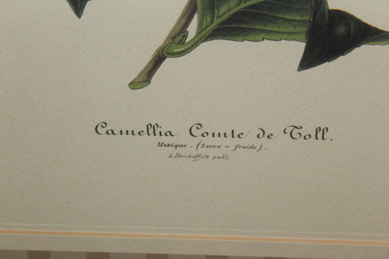 Horticulture Offset Lithograph Prints on Paper