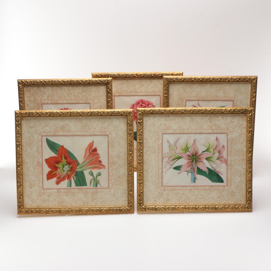 After Sydenham Edwards Hand Colored Engravings on Paper of Botanical Illustrations