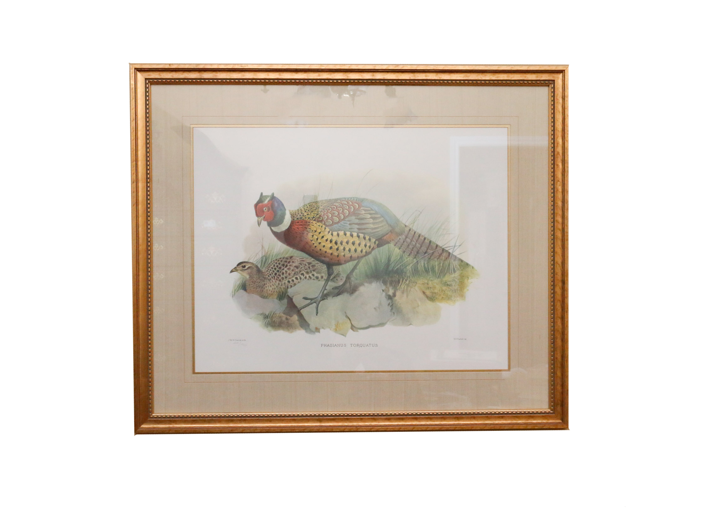 Limited Edition Phasianus Torquatus Lithograph by Daniel Giraud Elliot