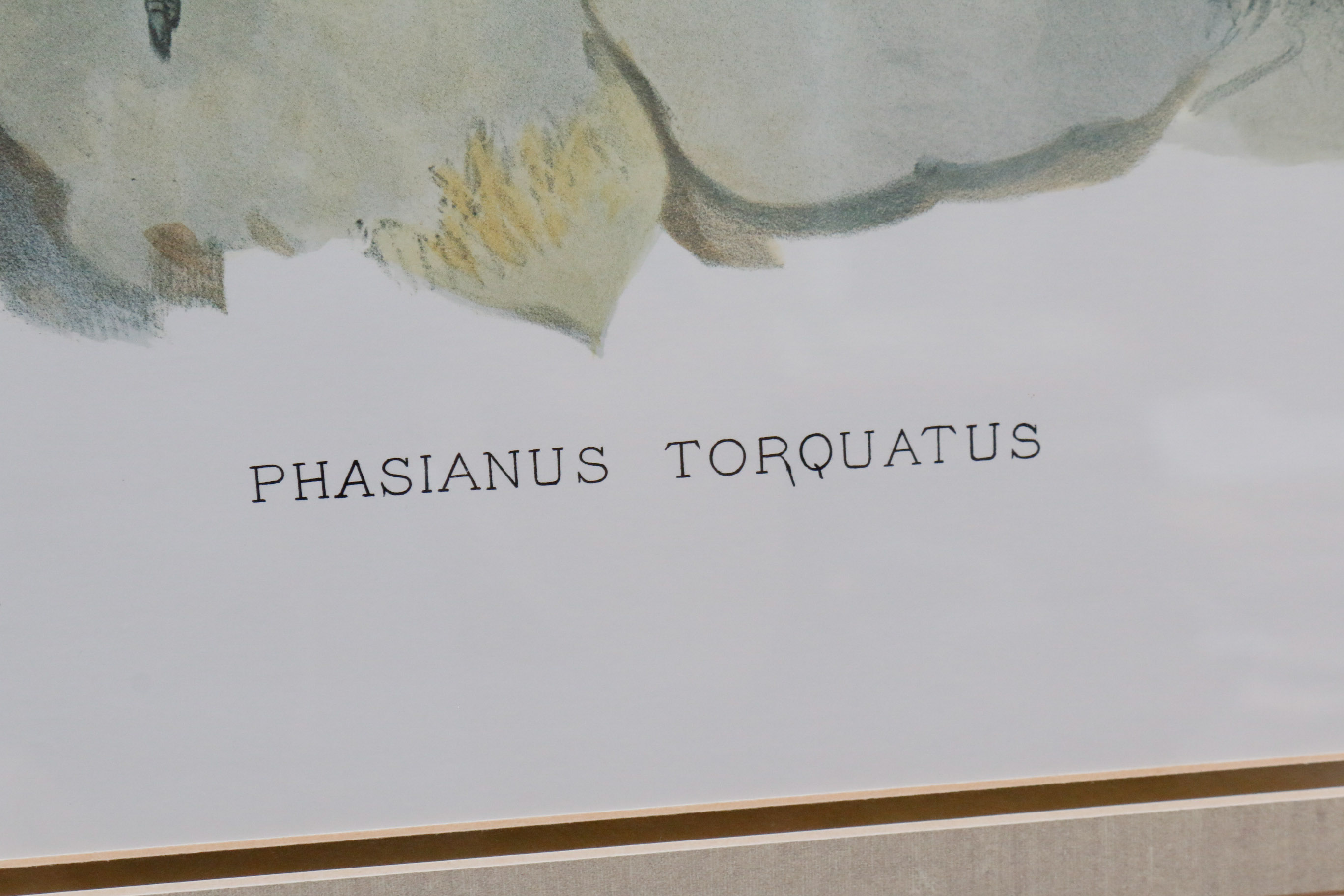Limited Edition Phasianus Torquatus Lithograph by Daniel Giraud Elliot