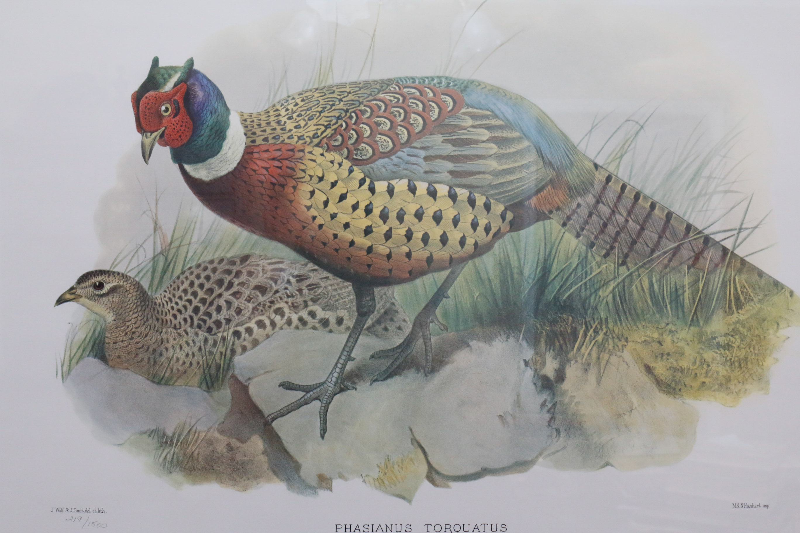 Limited Edition Phasianus Torquatus Lithograph by Daniel Giraud Elliot