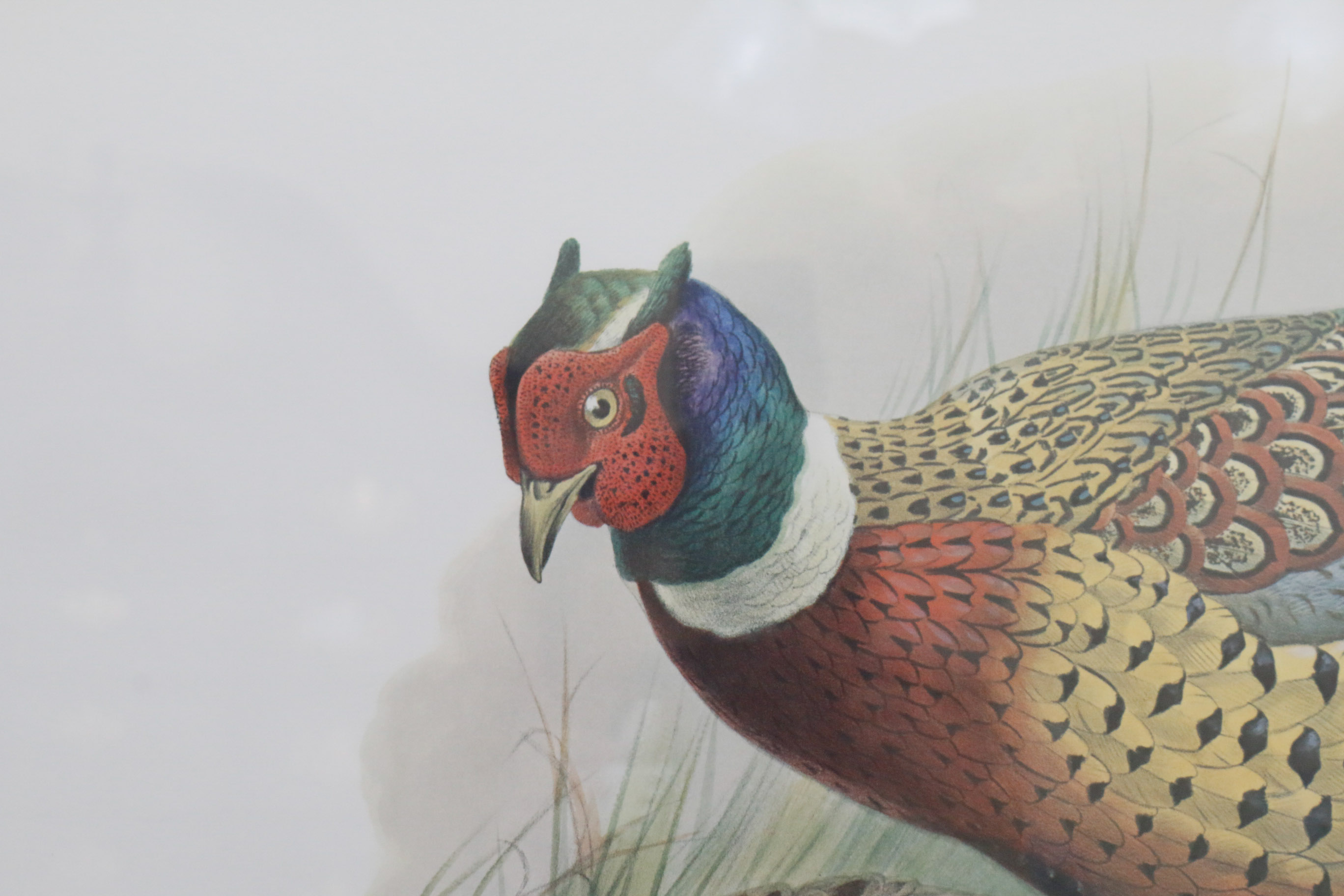 Limited Edition Phasianus Torquatus Lithograph by Daniel Giraud Elliot