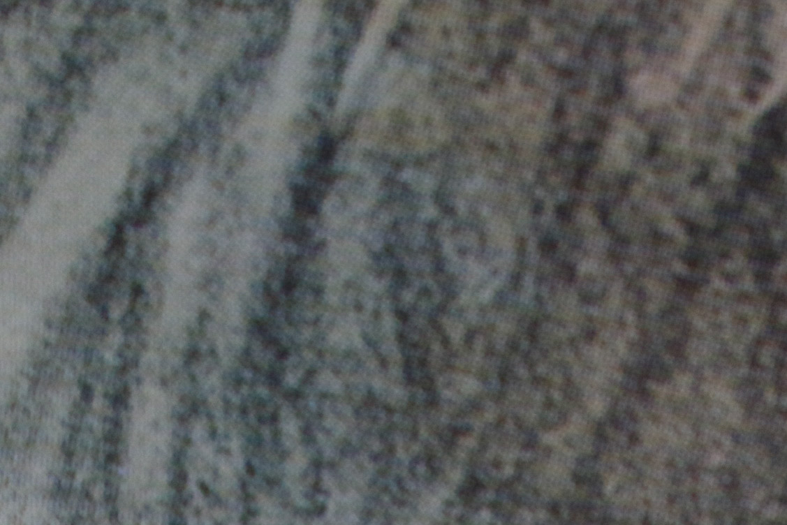 Limited Edition Phasianus Torquatus Lithograph by Daniel Giraud Elliot