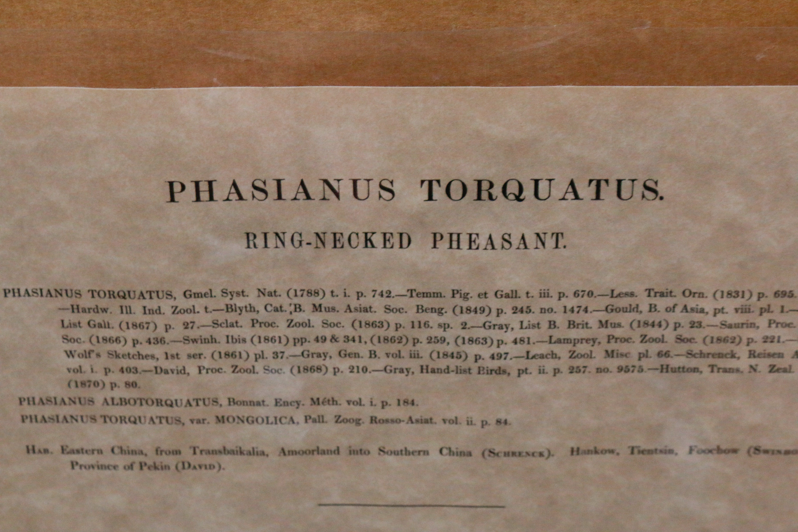 Limited Edition Phasianus Torquatus Lithograph by Daniel Giraud Elliot