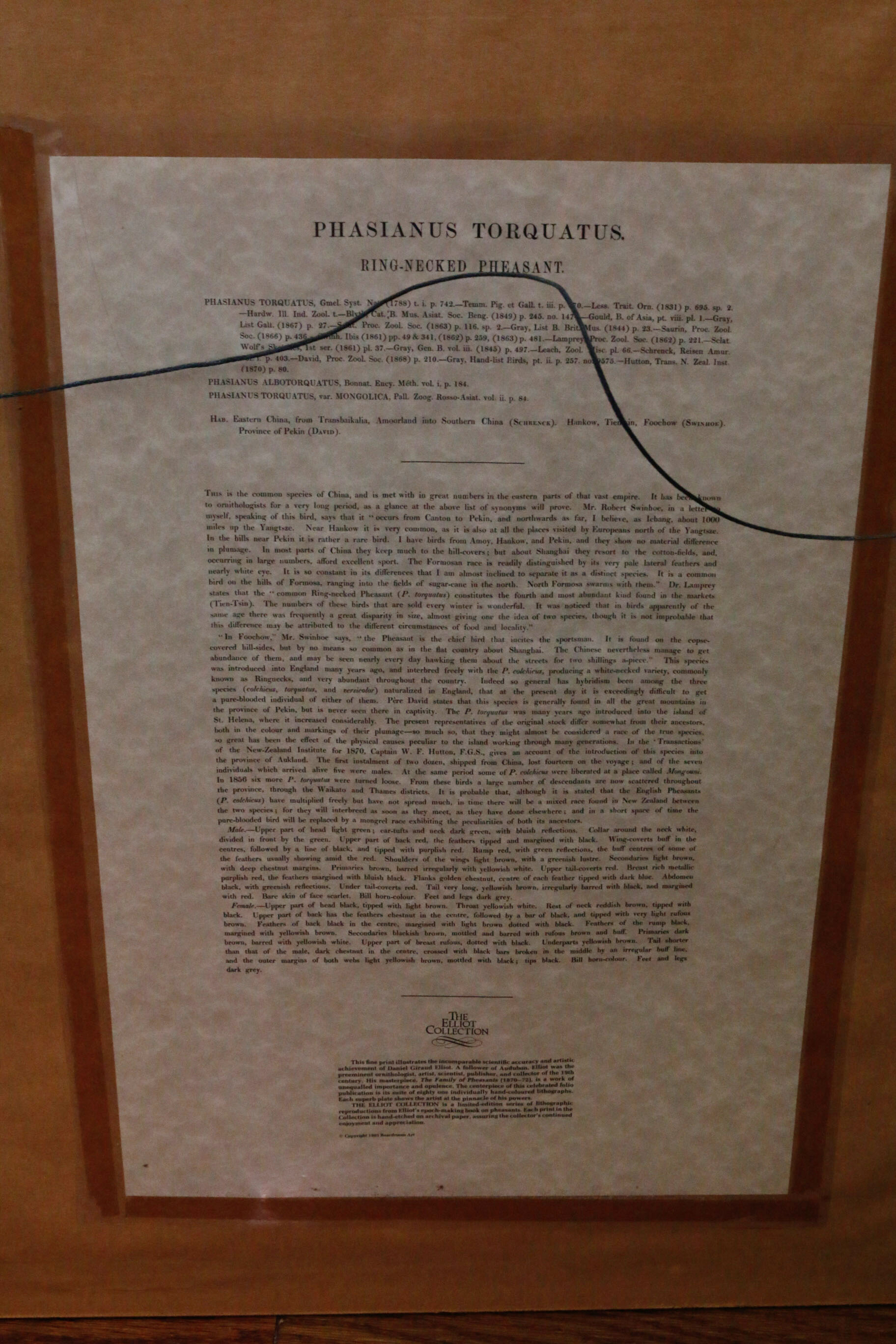 Limited Edition Phasianus Torquatus Lithograph by Daniel Giraud Elliot