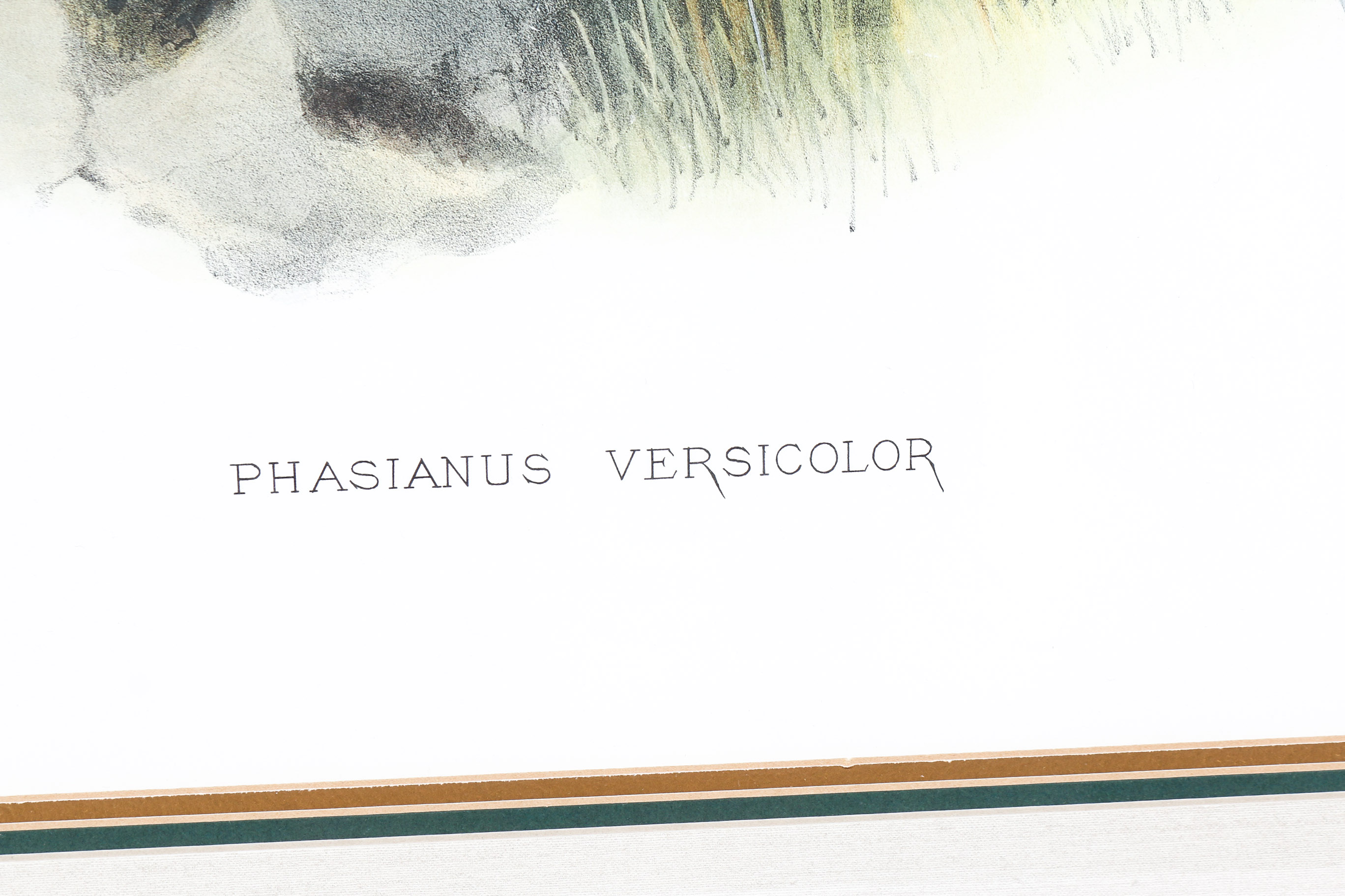 Daniel Giraud Elliot Limited Edition Lithograph "Phasianus Versicolor"