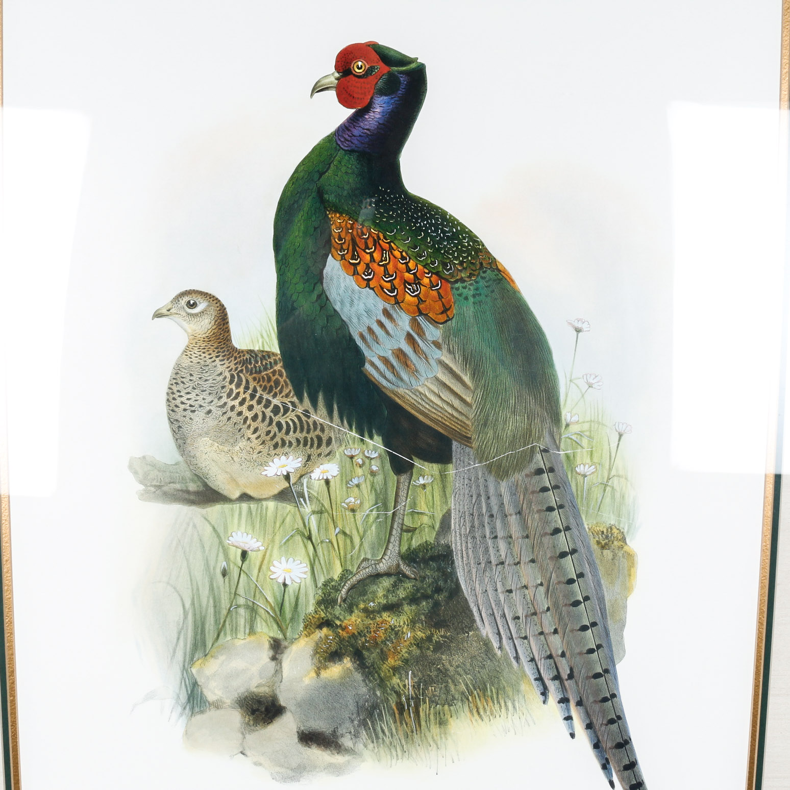 Daniel Giraud Elliot Limited Edition Lithograph "Phasianus Versicolor"