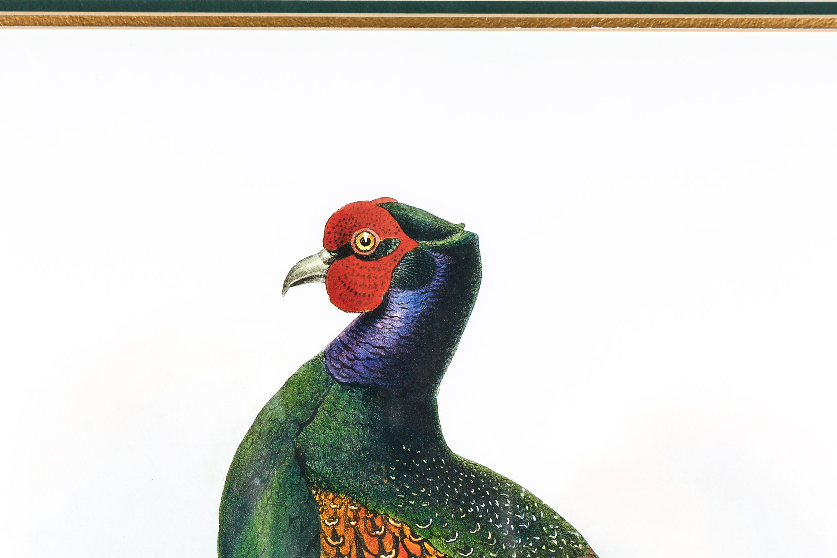 Daniel Giraud Elliot Limited Edition Lithograph "Phasianus Versicolor"