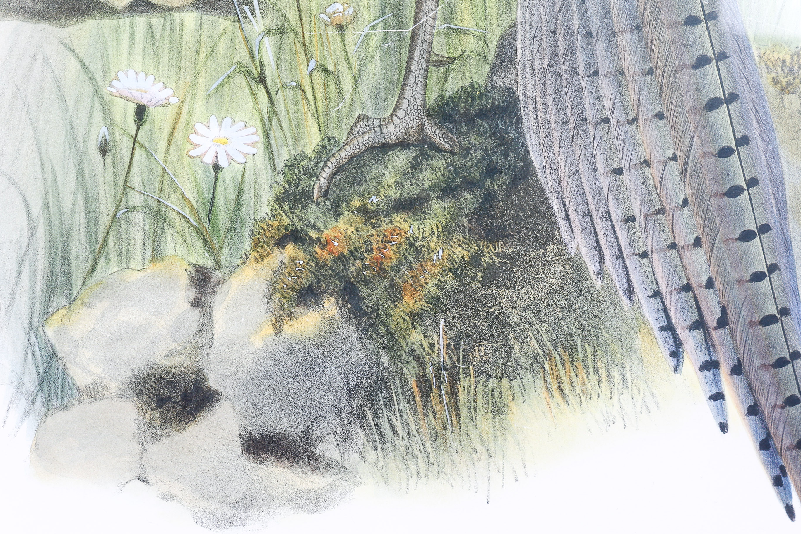 Daniel Giraud Elliot Limited Edition Lithograph "Phasianus Versicolor"