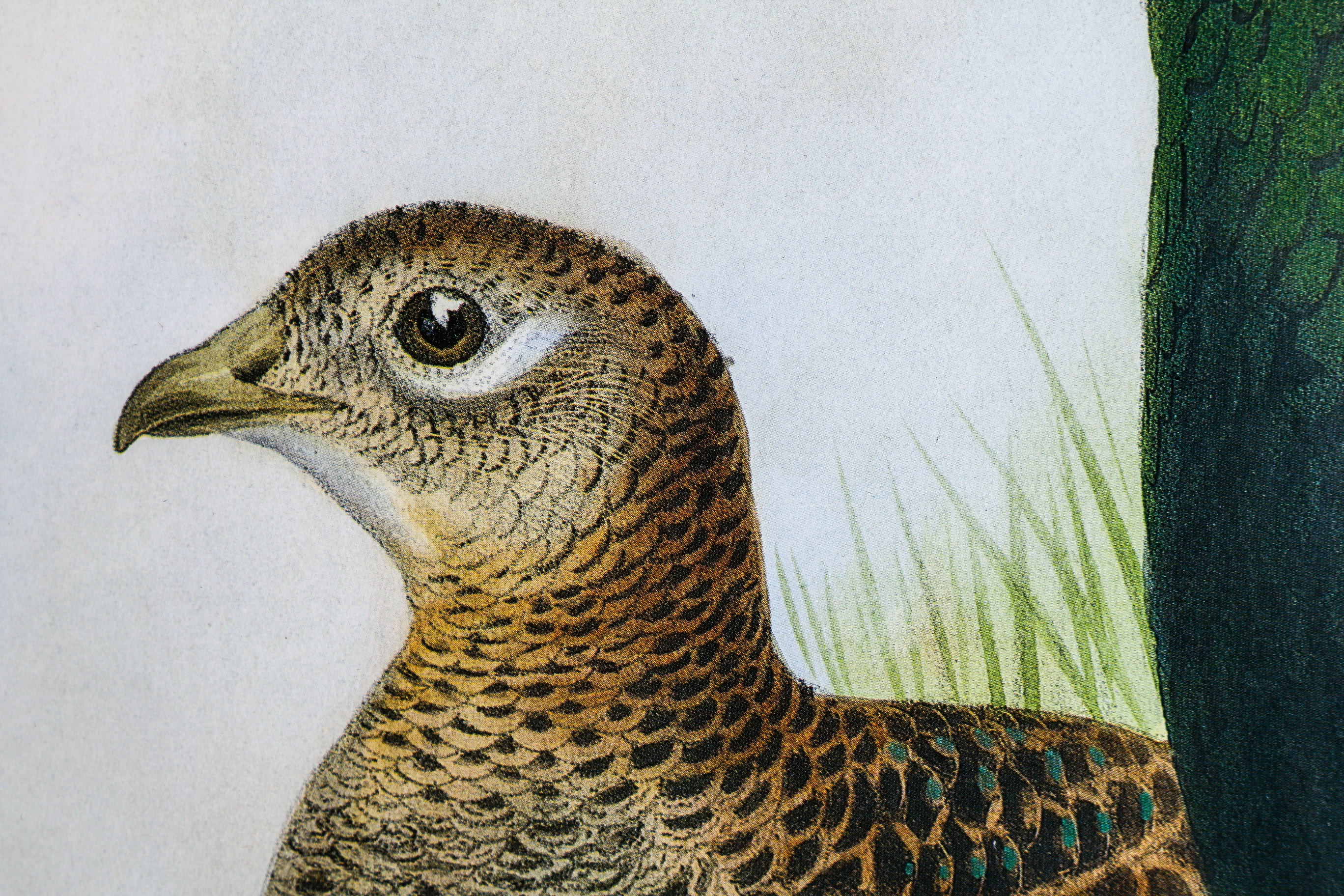 Daniel Giraud Elliot Limited Edition Lithograph "Phasianus Versicolor"