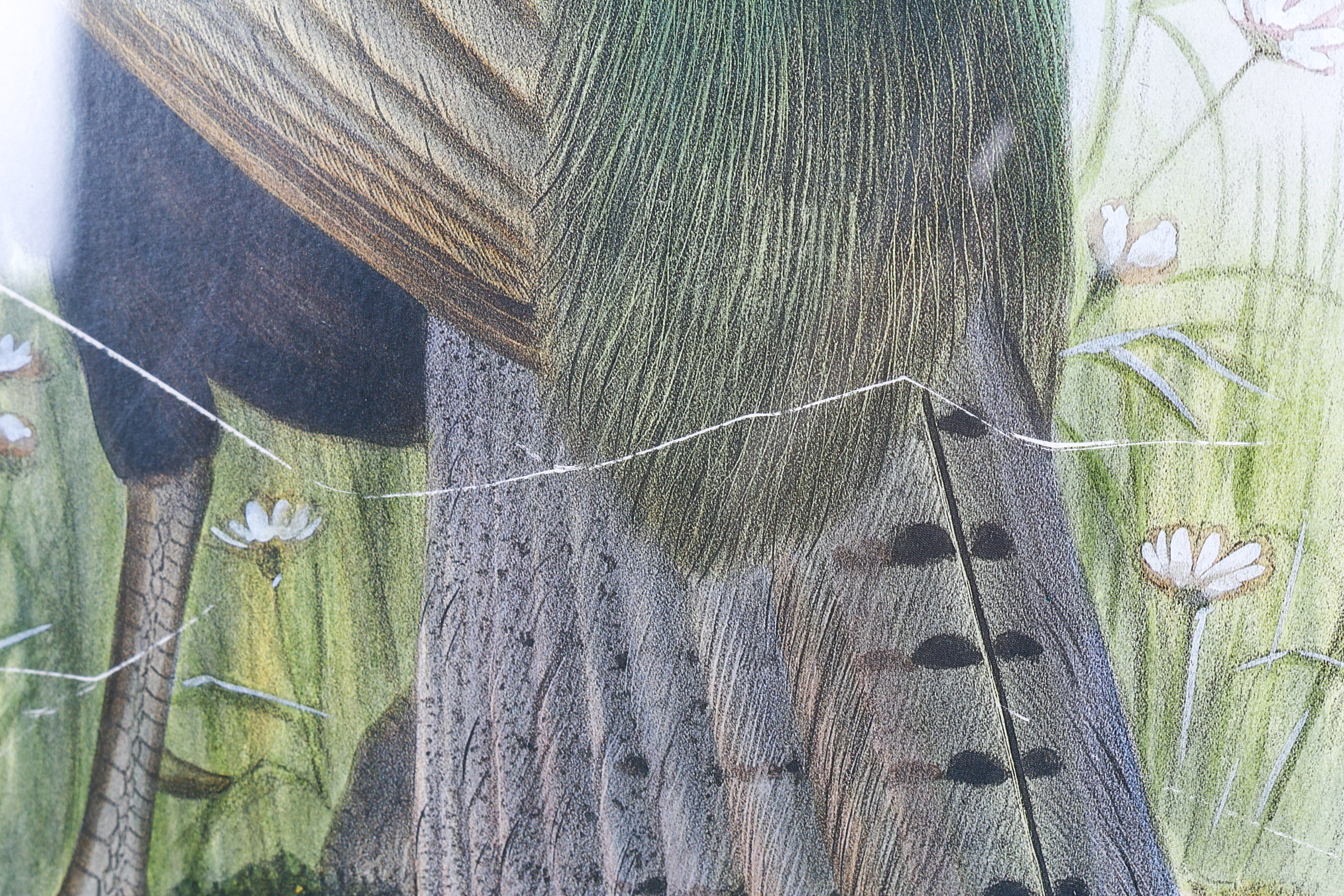 Daniel Giraud Elliot Limited Edition Lithograph "Phasianus Versicolor"