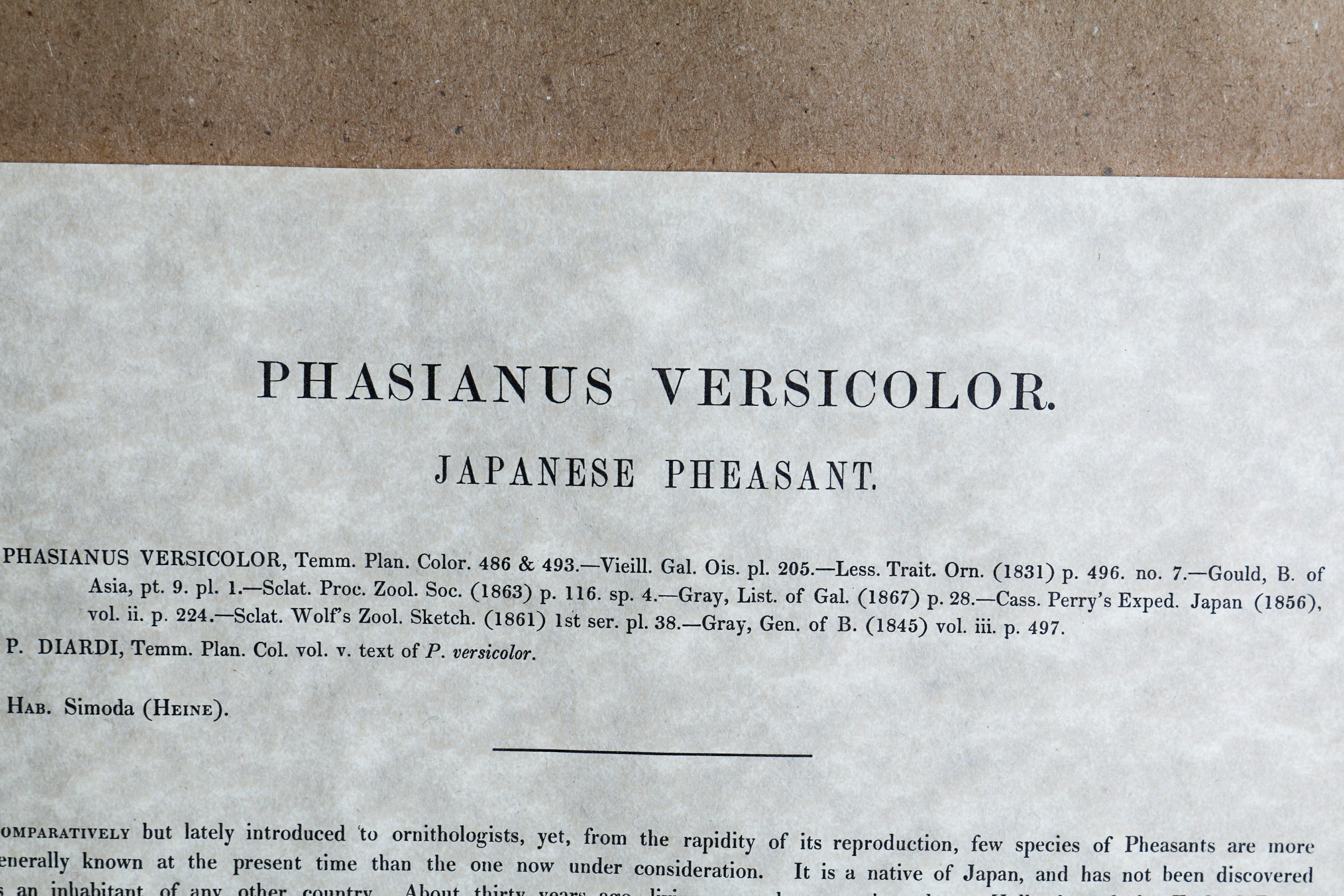 Daniel Giraud Elliot Limited Edition Lithograph "Phasianus Versicolor"