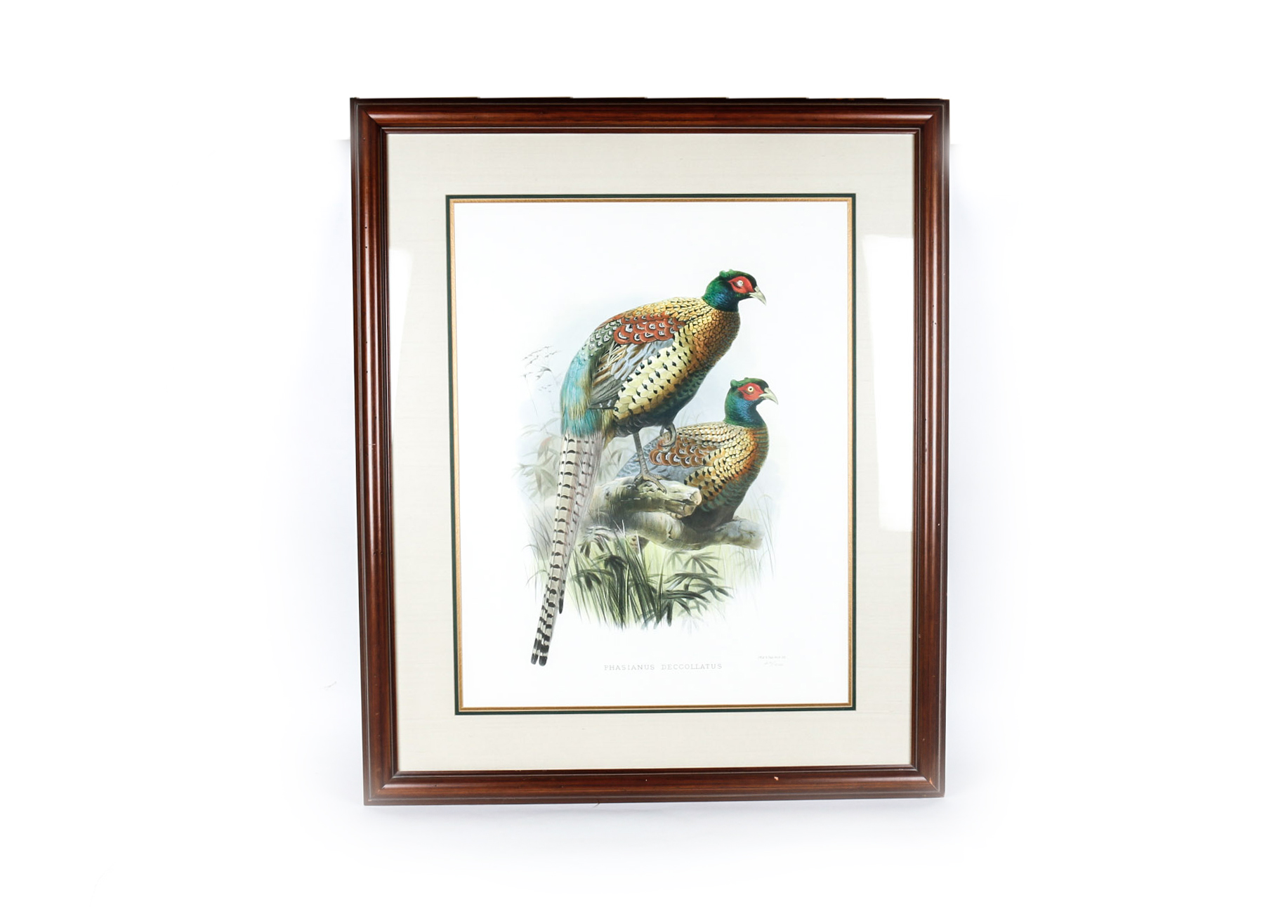 Daniel Giraud Elliot Limited Edition Lithograph "Phasianus Decollatus"