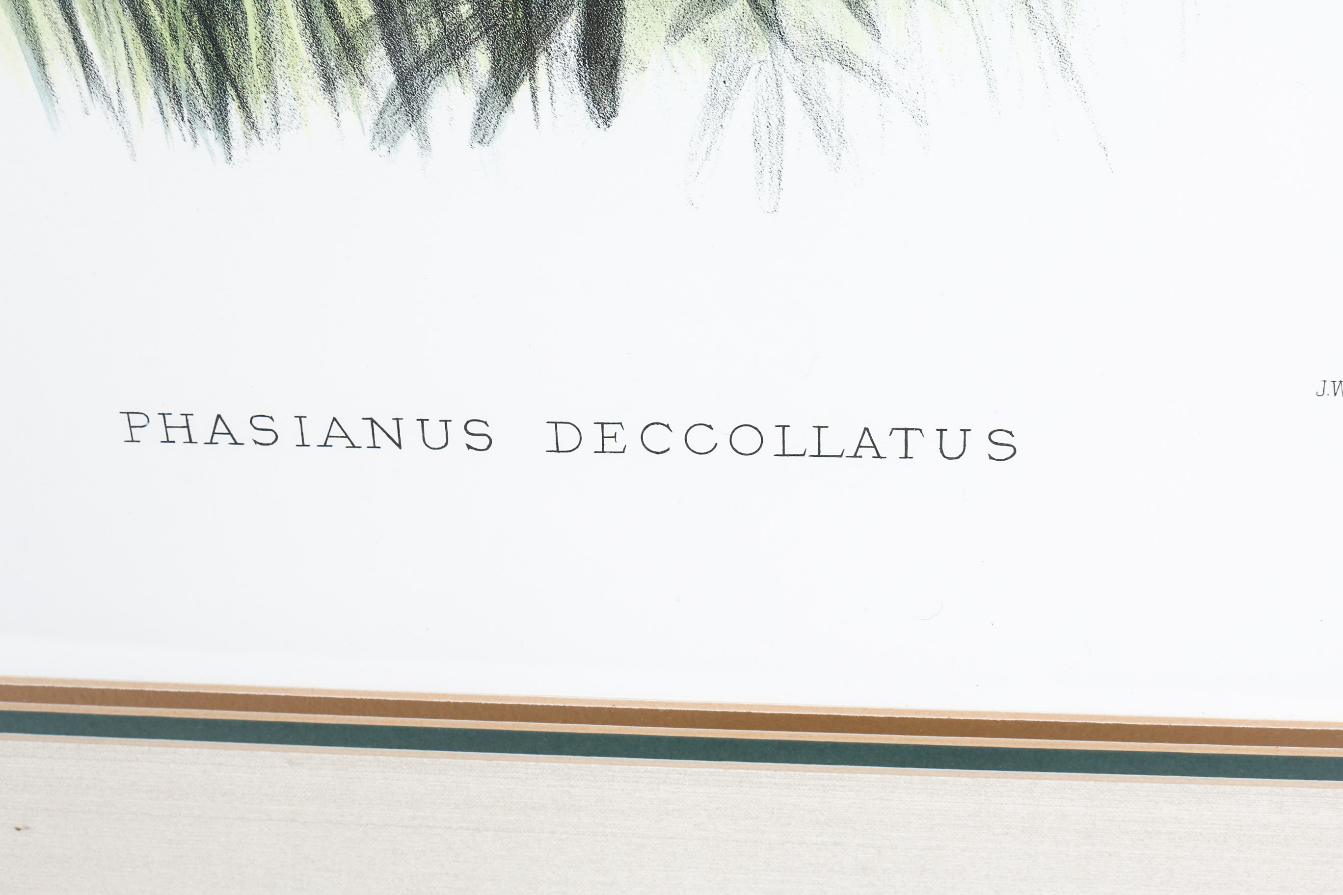 Daniel Giraud Elliot Limited Edition Lithograph "Phasianus Decollatus"