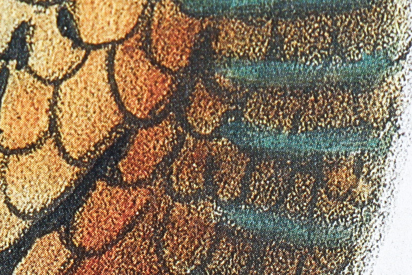 Daniel Giraud Elliot Limited Edition Lithograph "Phasianus Decollatus"