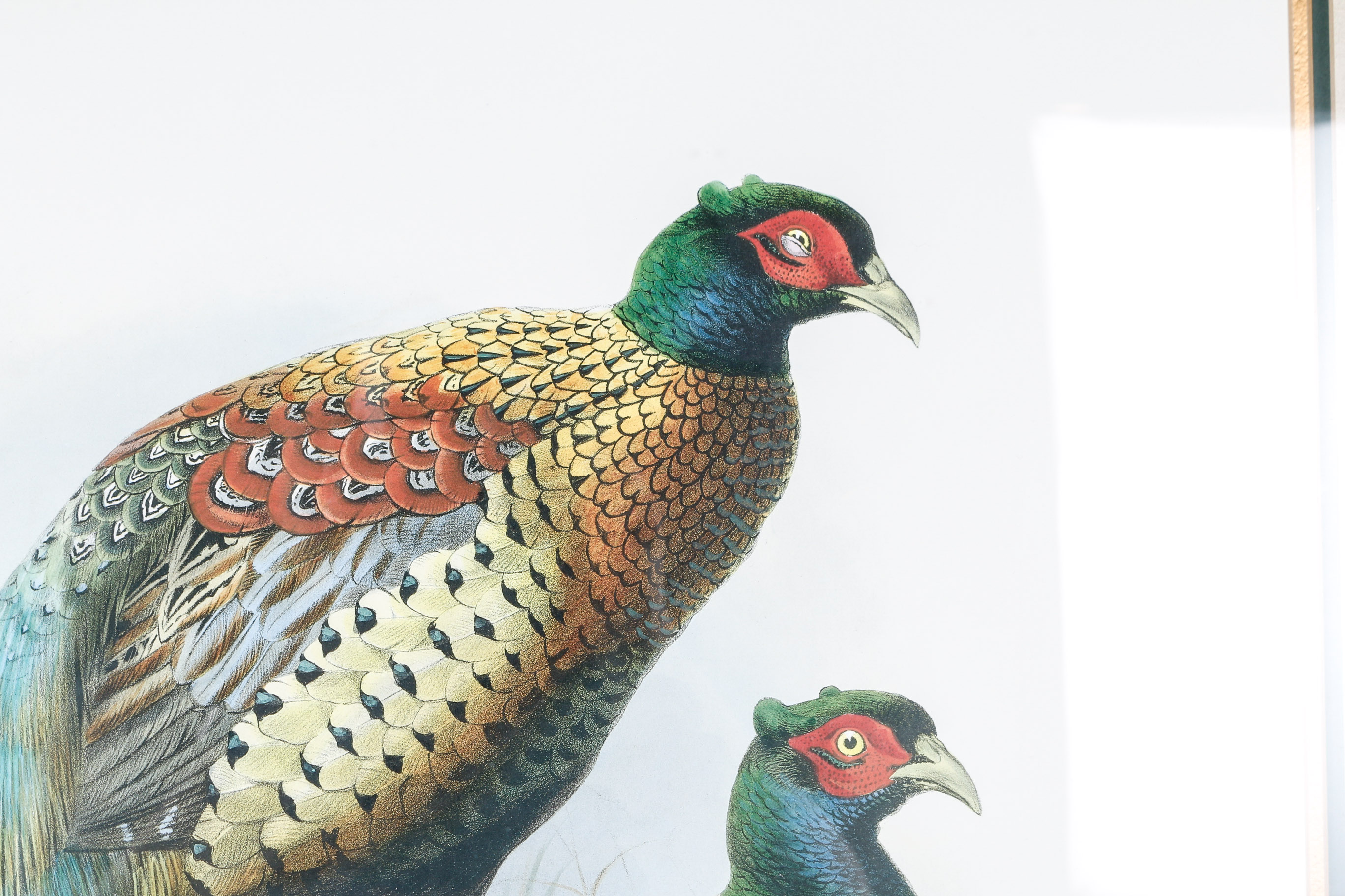 Daniel Giraud Elliot Limited Edition Lithograph "Phasianus Decollatus"