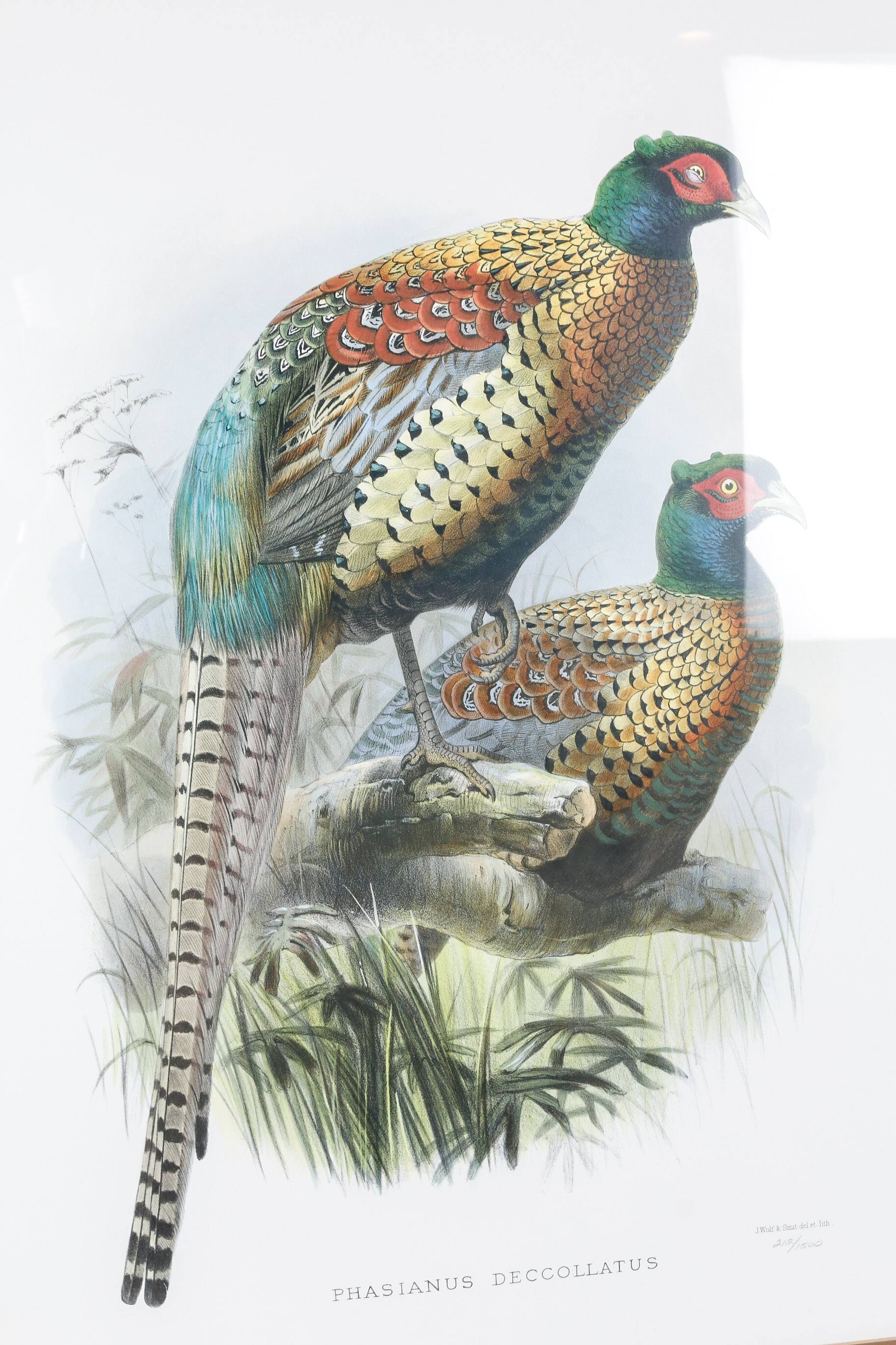 Daniel Giraud Elliot Limited Edition Lithograph "Phasianus Decollatus"