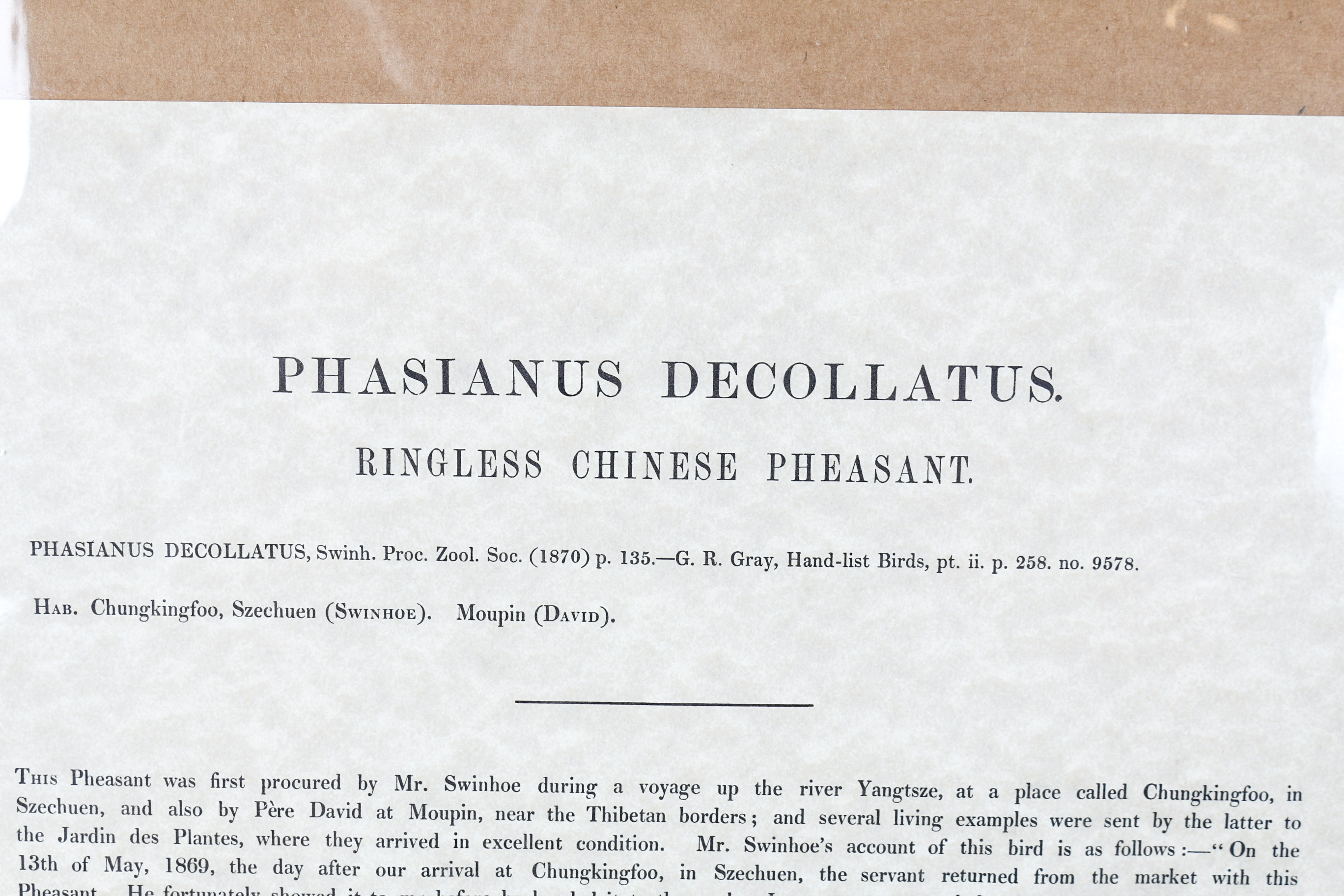 Daniel Giraud Elliot Limited Edition Lithograph "Phasianus Decollatus"