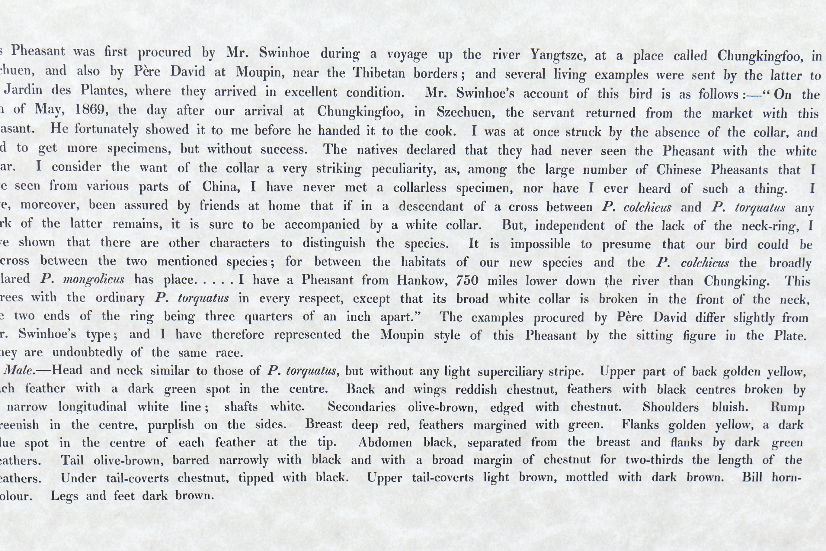 Daniel Giraud Elliot Limited Edition Lithograph "Phasianus Decollatus"