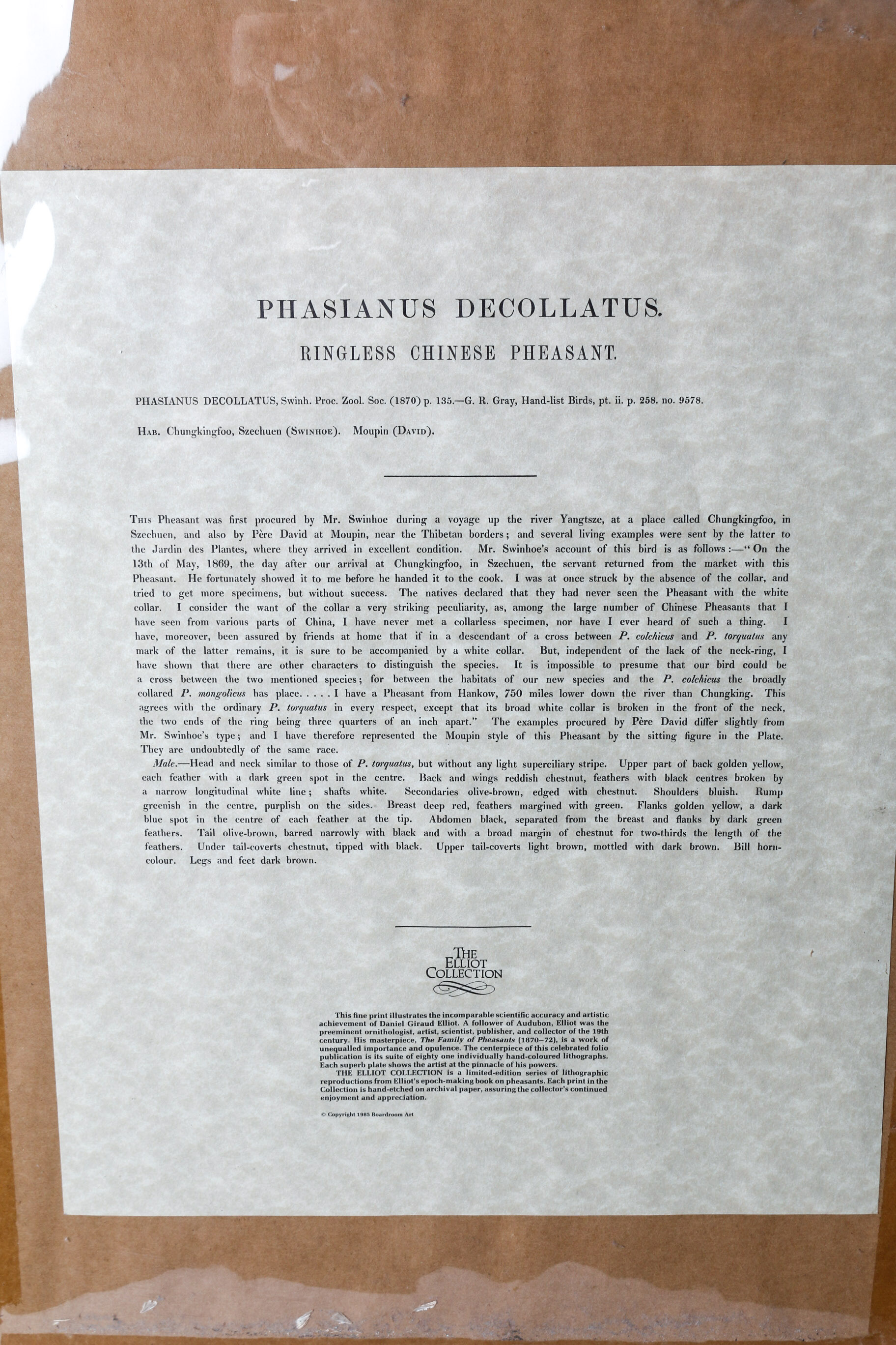 Daniel Giraud Elliot Limited Edition Lithograph "Phasianus Decollatus"