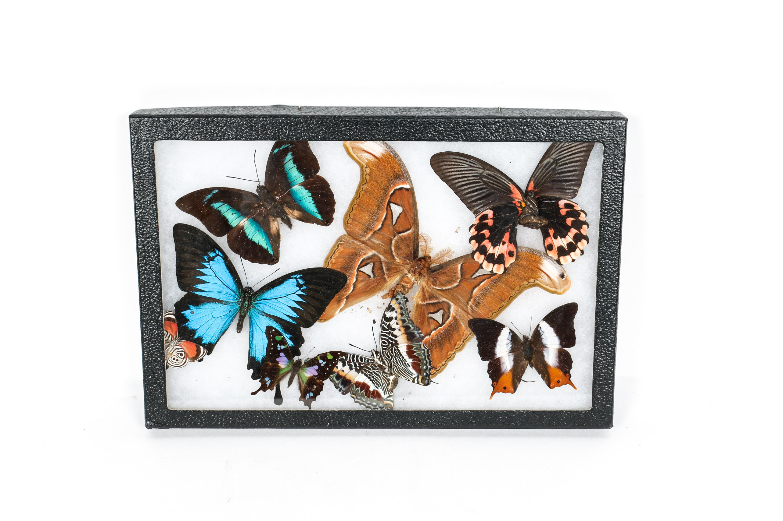 Collection of Framed Butterfly Specimens