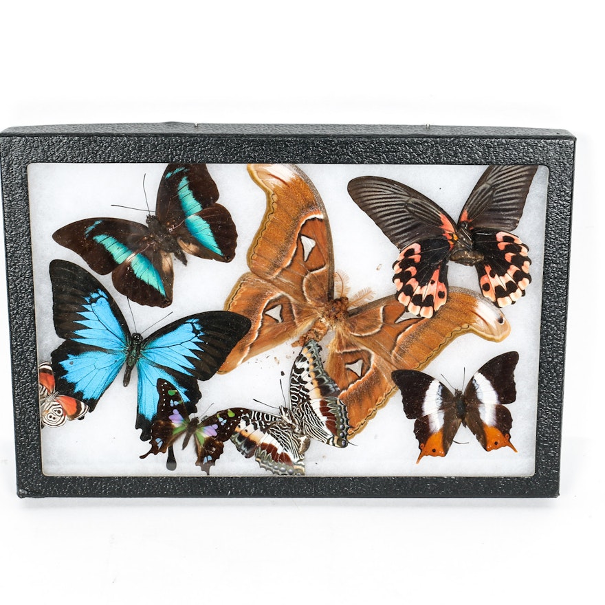 Collection of Framed Butterfly Specimens