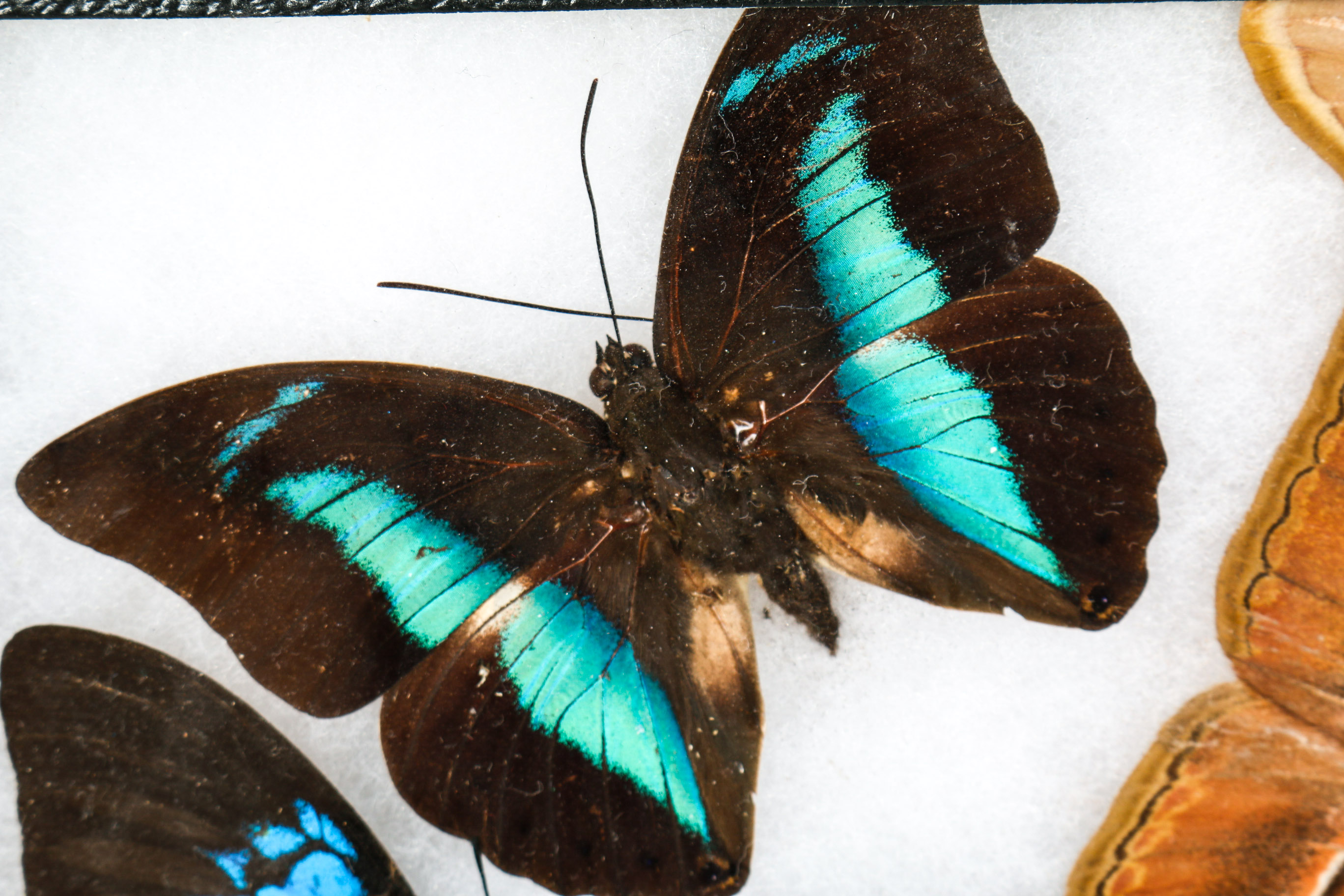 Collection of Framed Butterfly Specimens