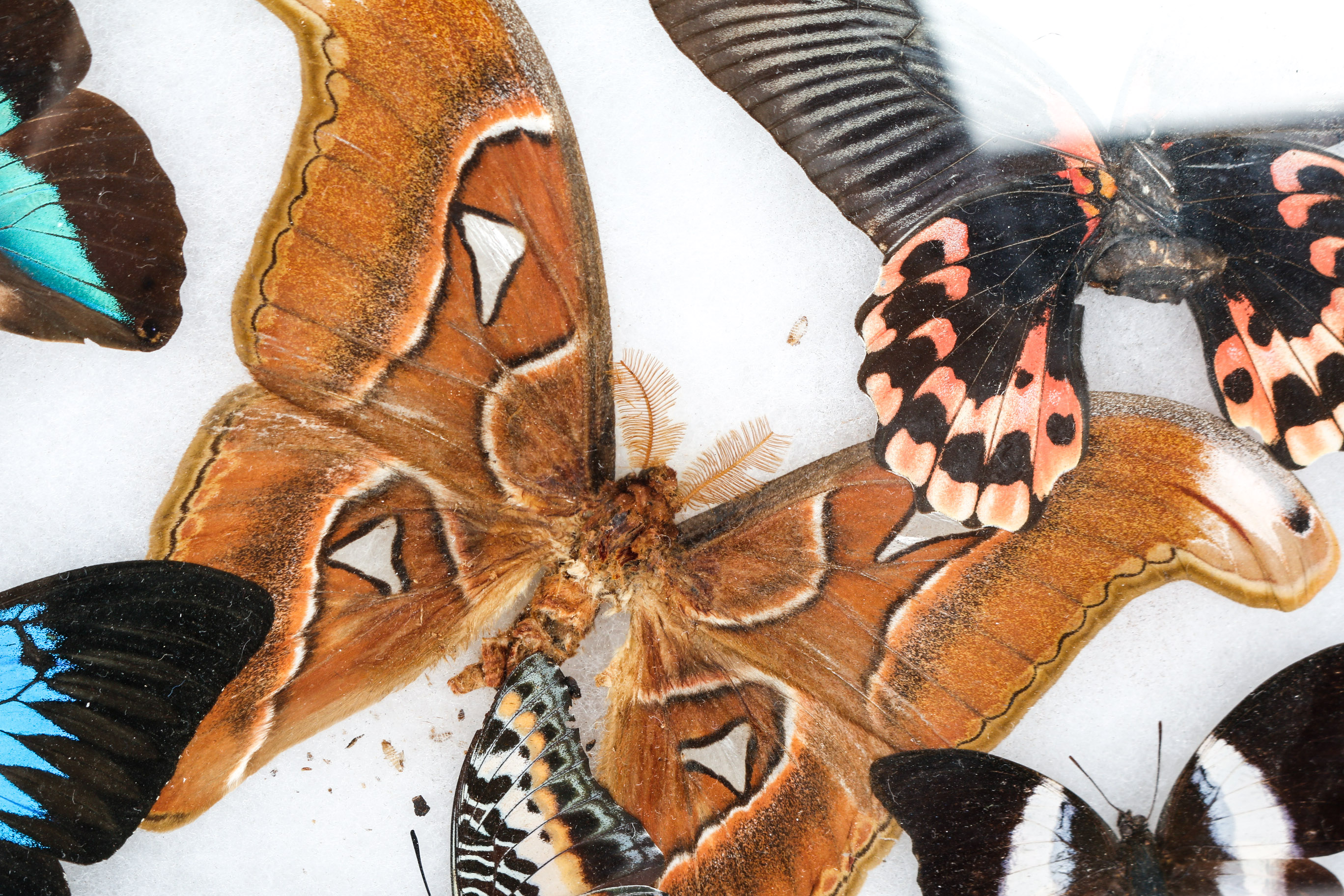 Collection of Framed Butterfly Specimens