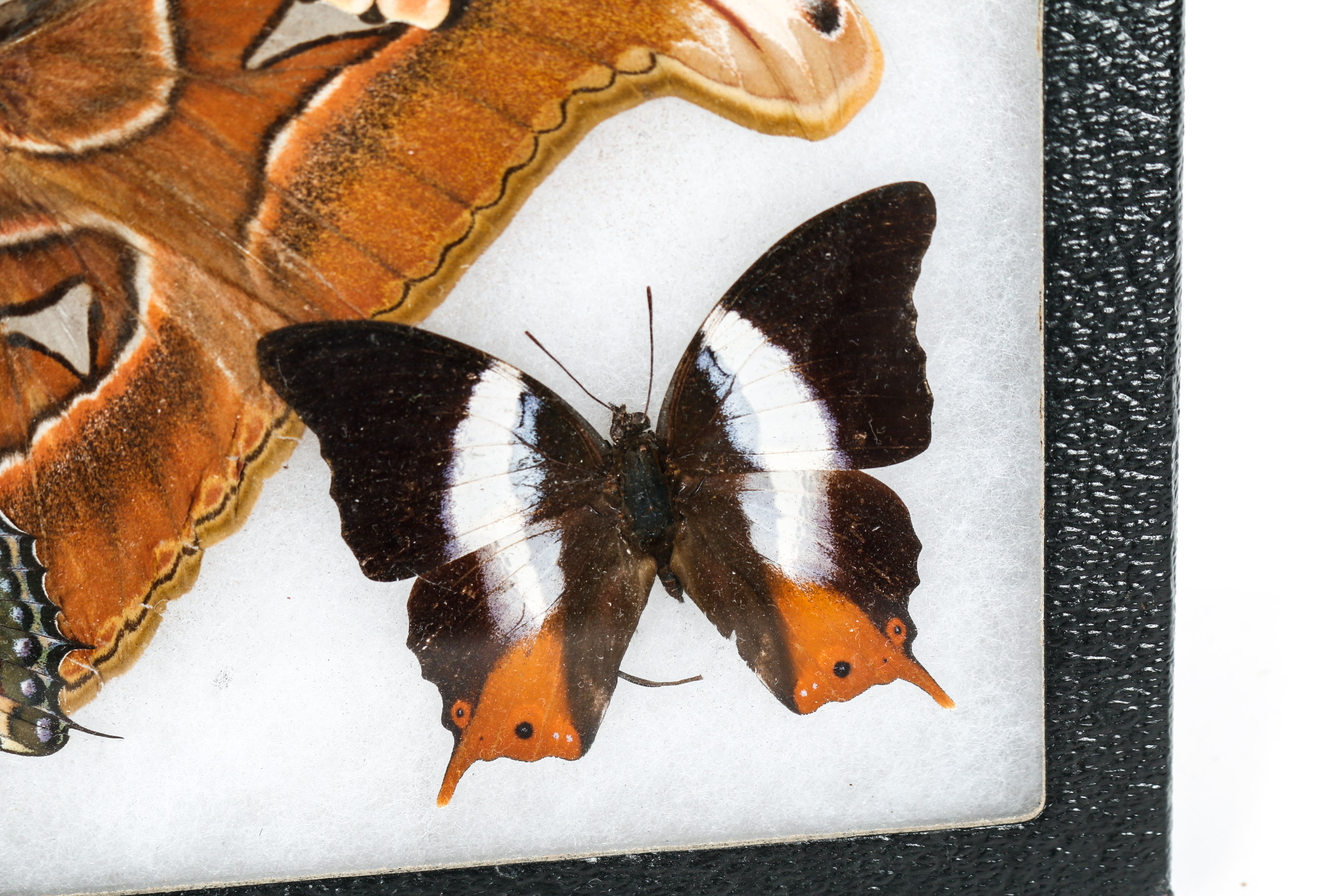 Collection of Framed Butterfly Specimens