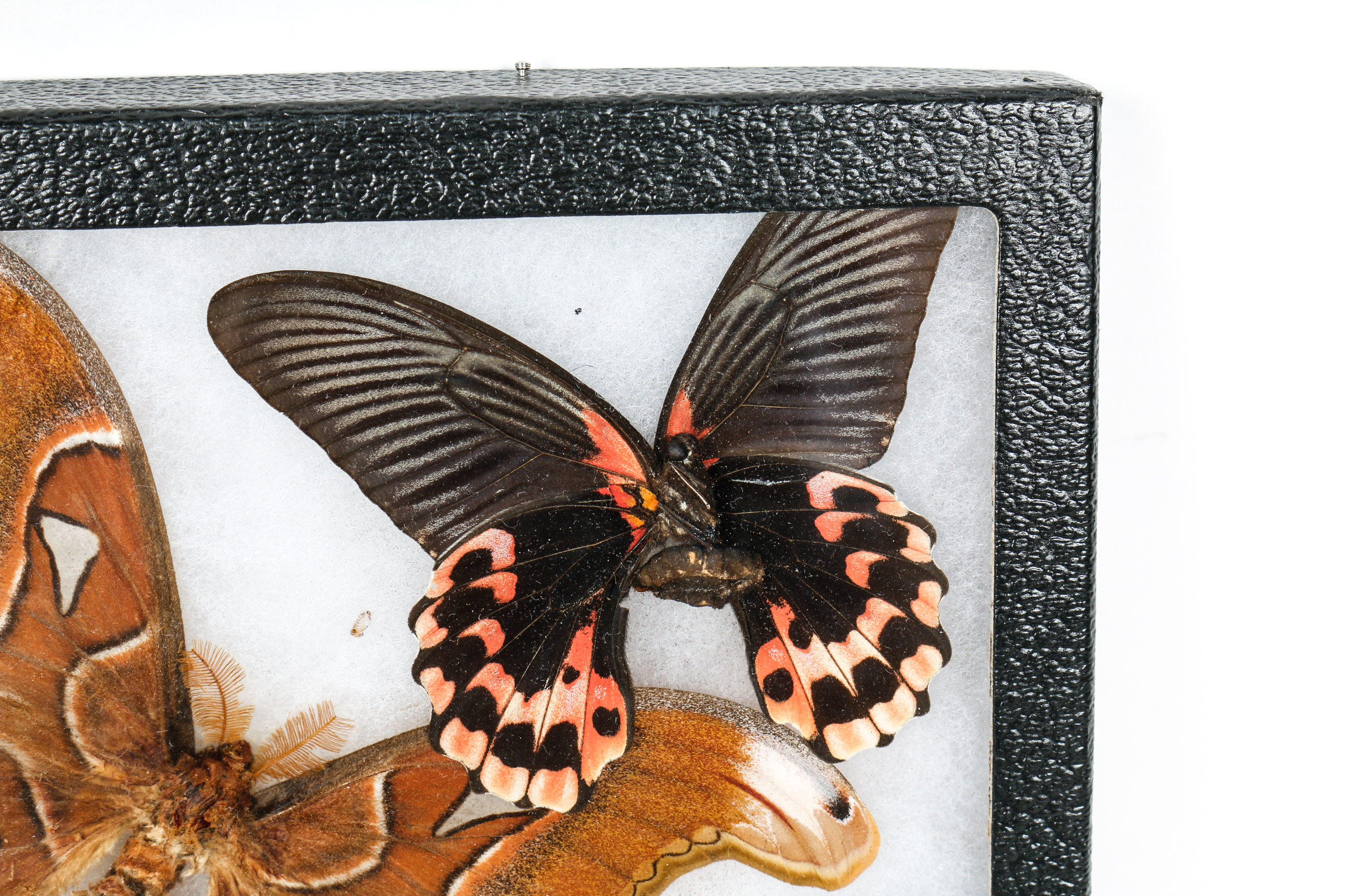 Collection of Framed Butterfly Specimens