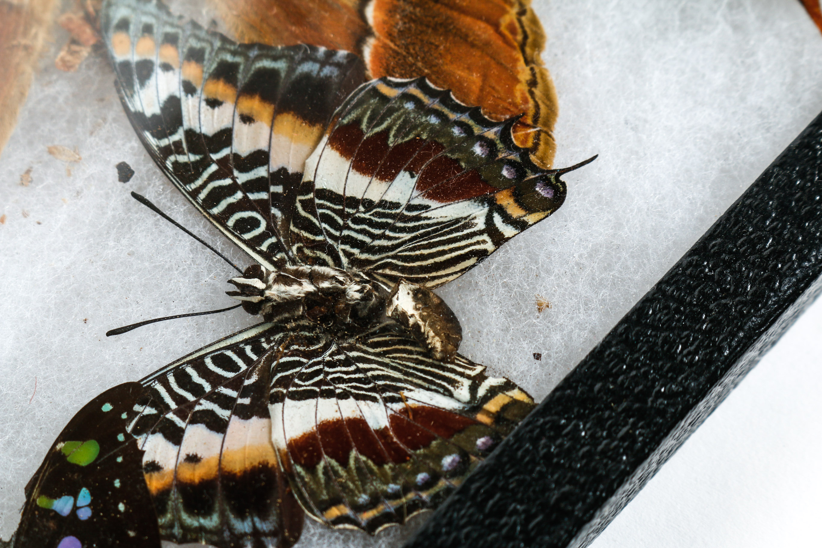 Collection of Framed Butterfly Specimens