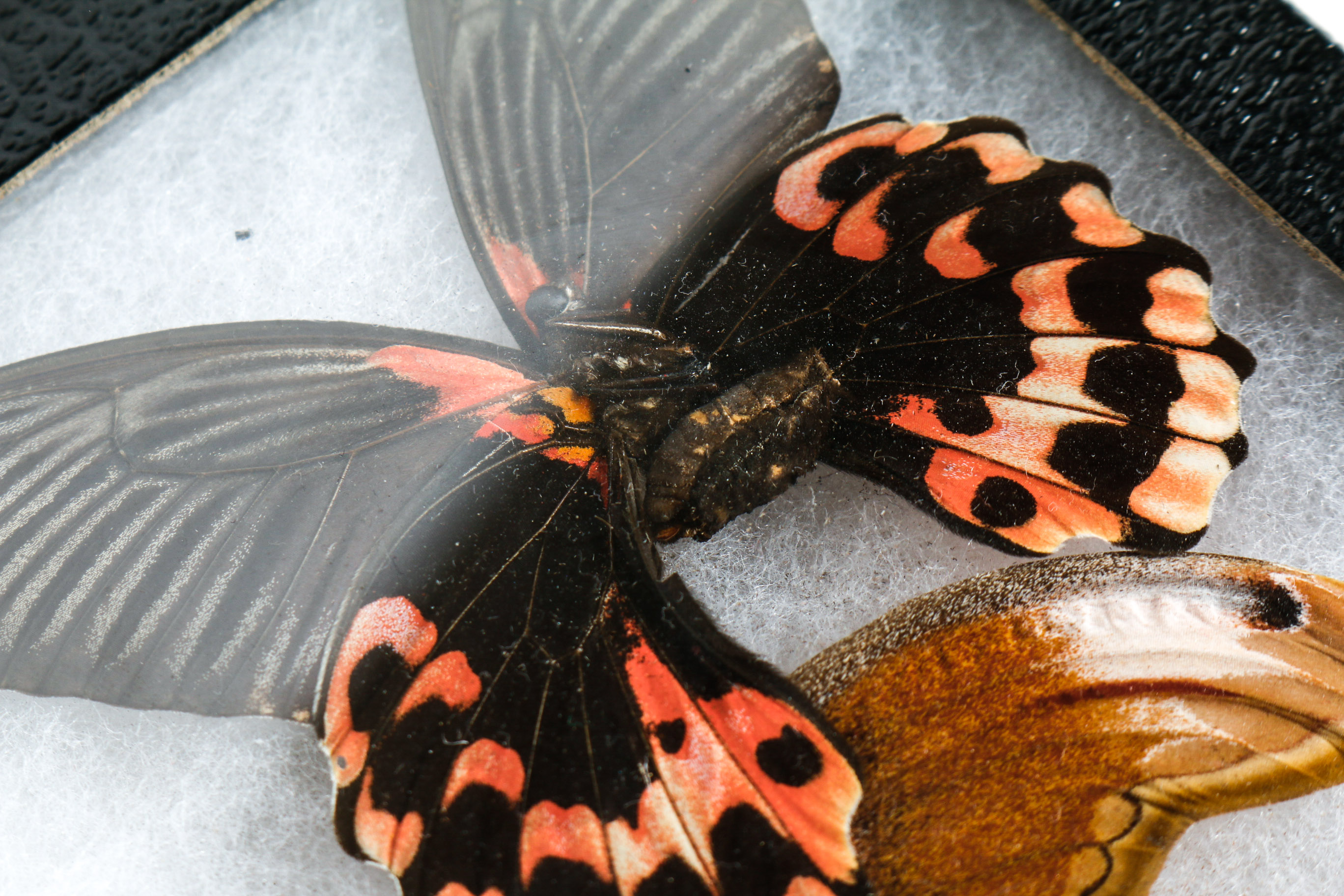Collection of Framed Butterfly Specimens