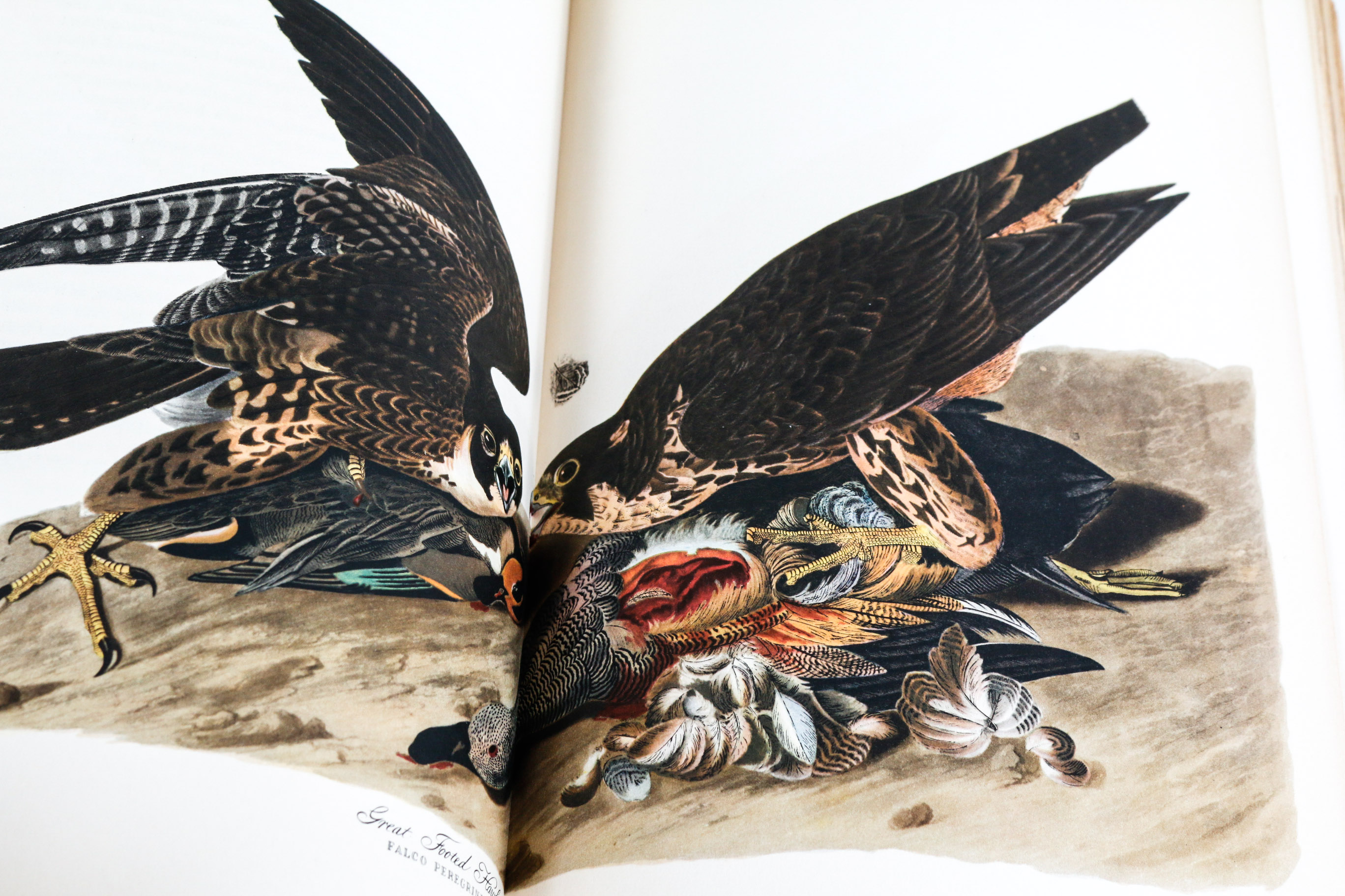 Audobon Bird Print with Book