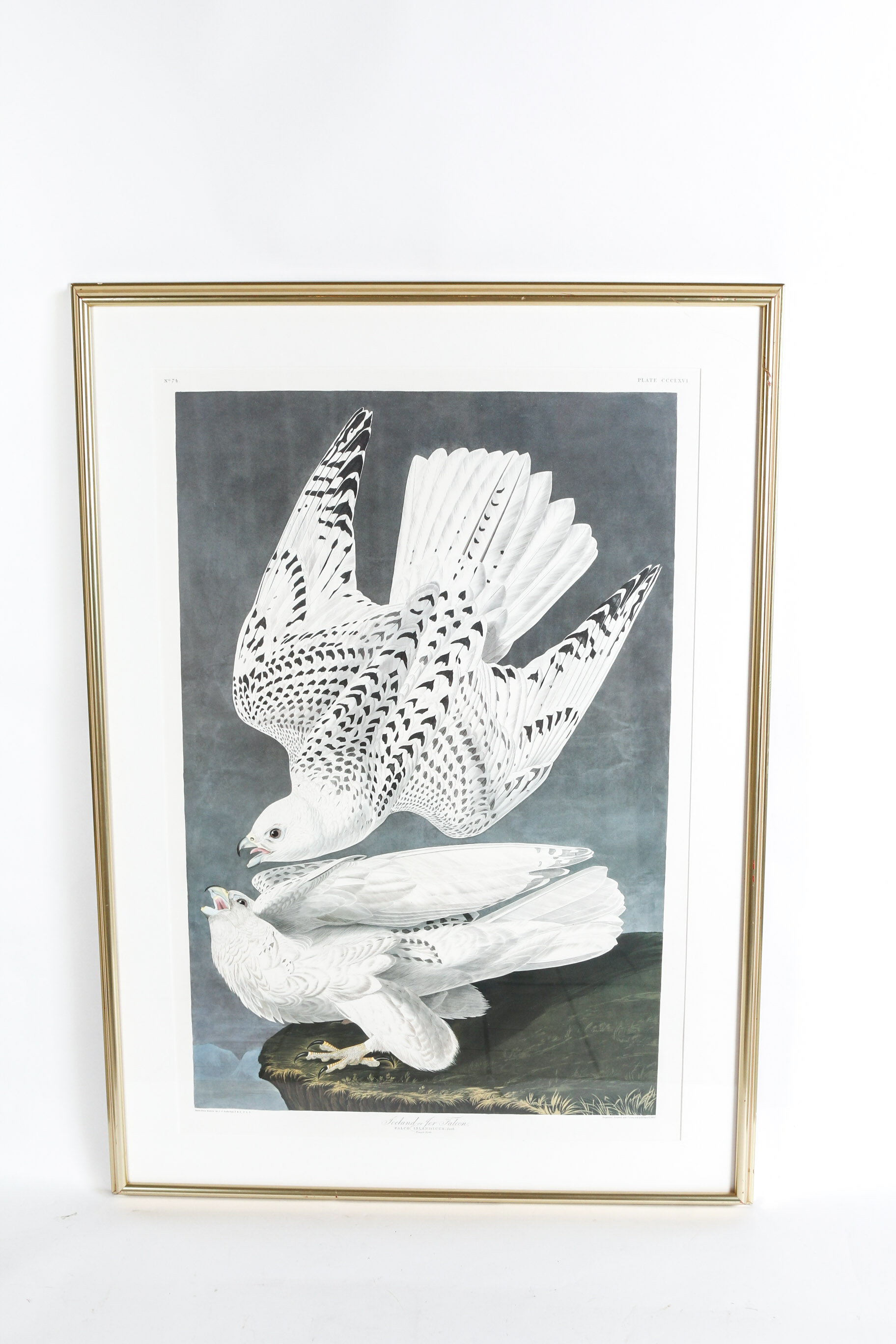 Audobon Bird Print with Book