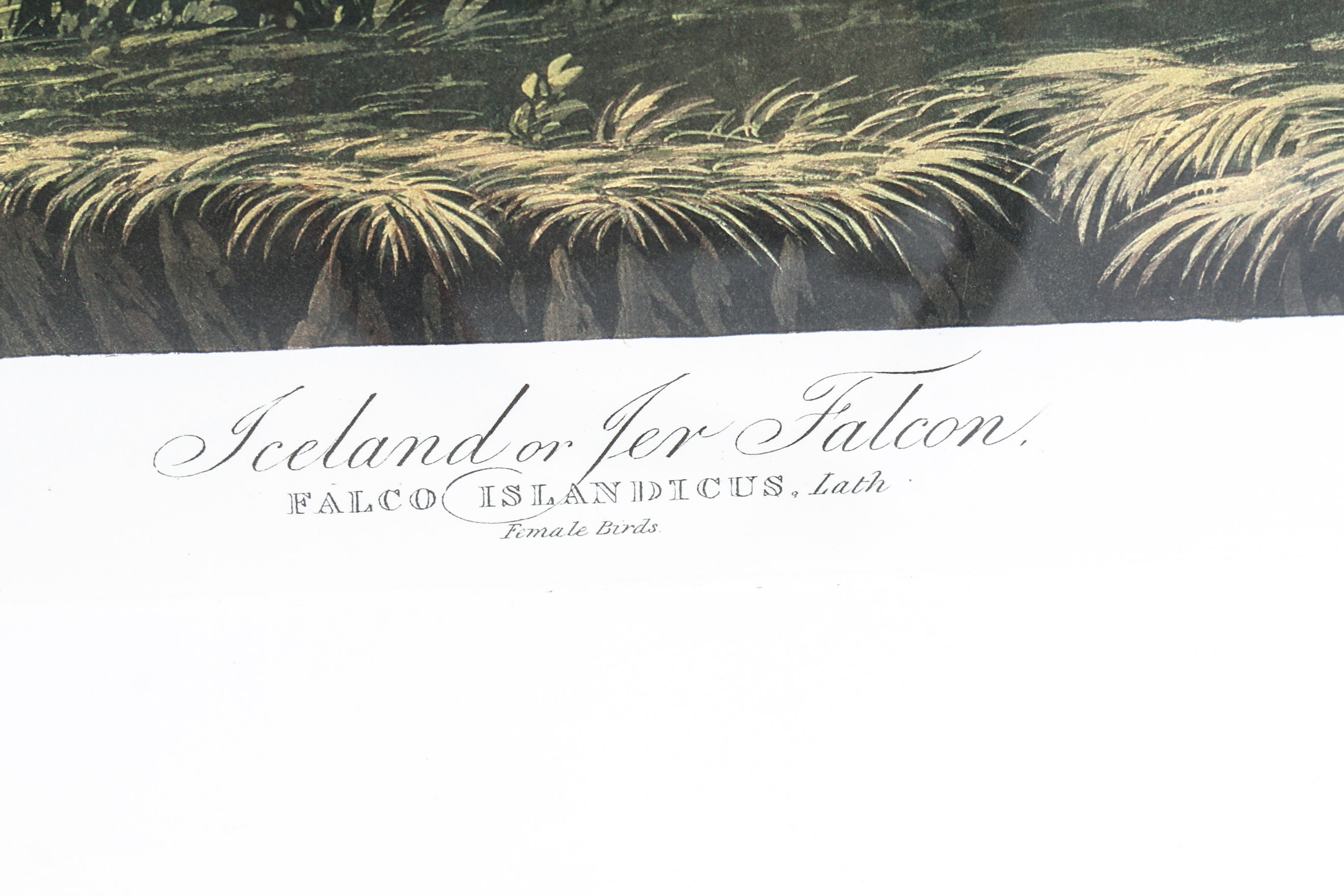 Audobon Bird Print with Book