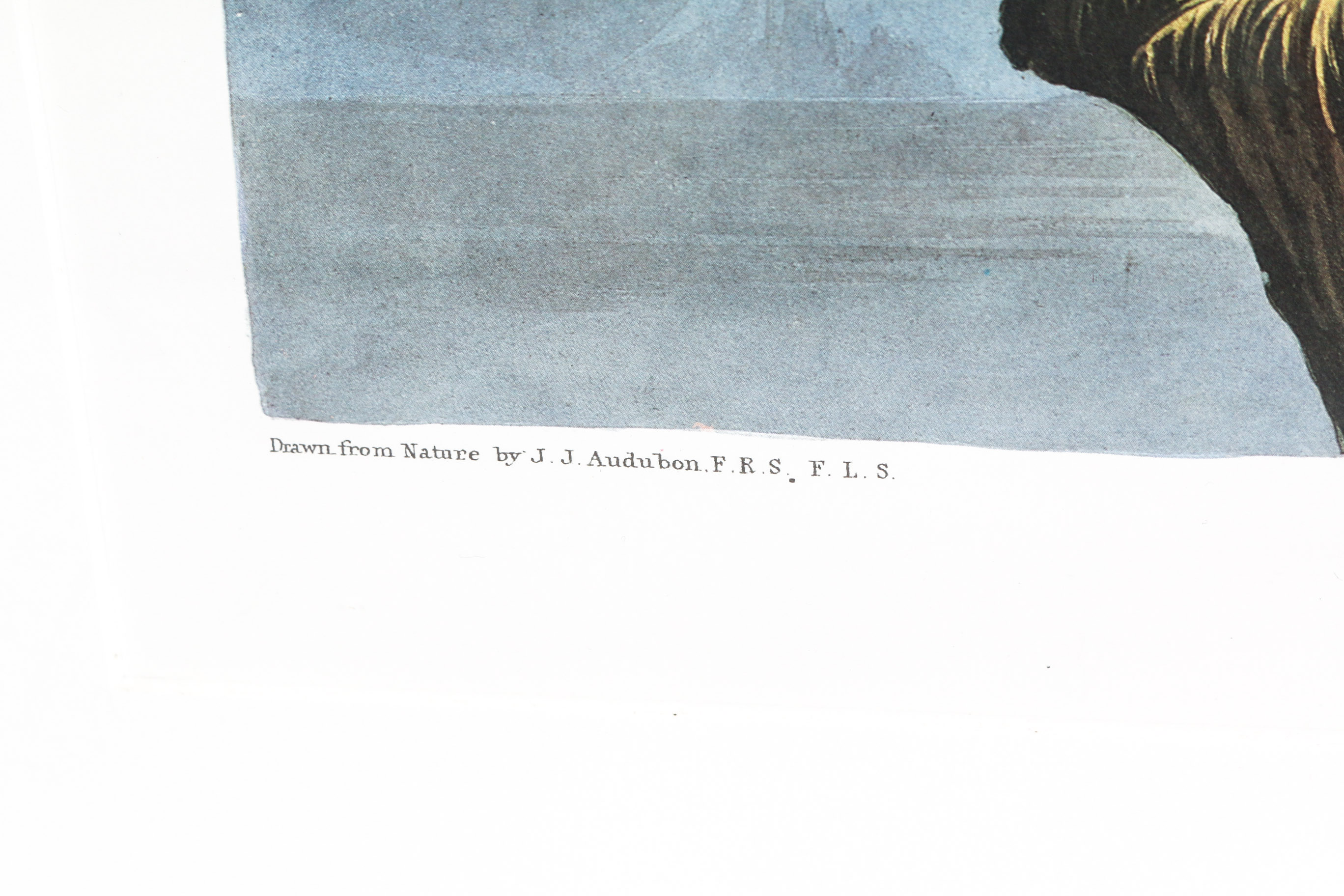 Audobon Bird Print with Book