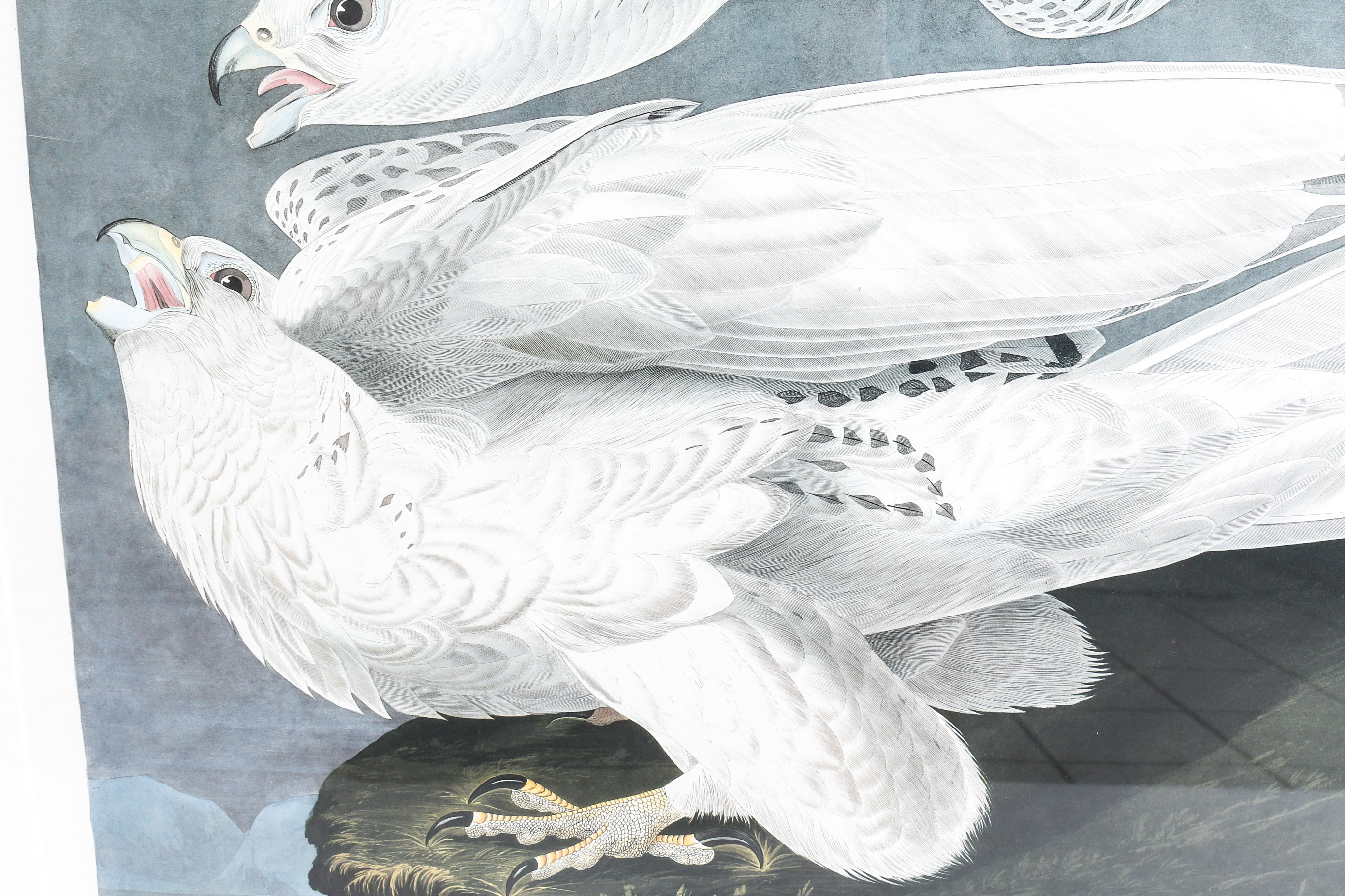 Audobon Bird Print with Book