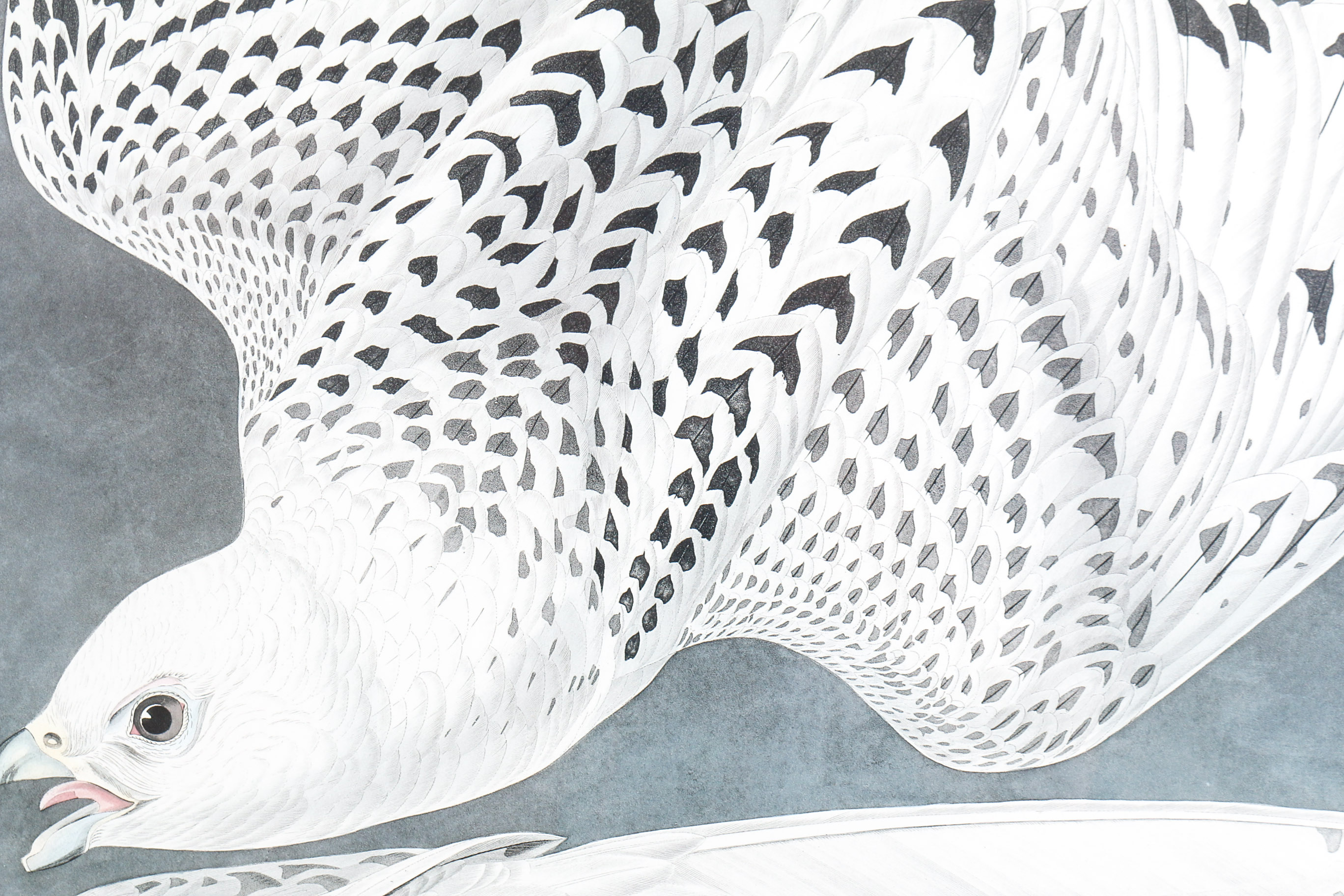 Audobon Bird Print with Book