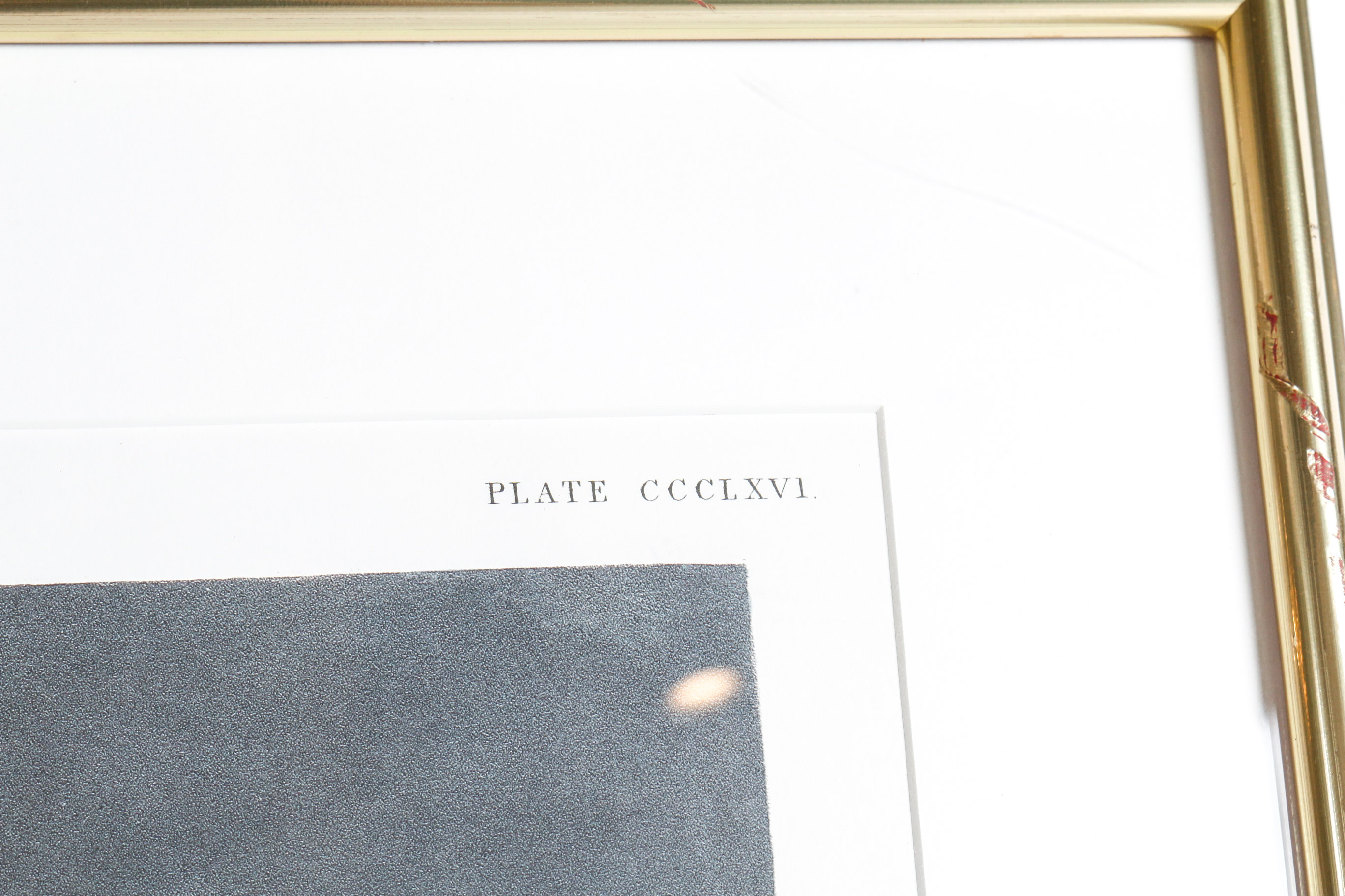 Audobon Bird Print with Book