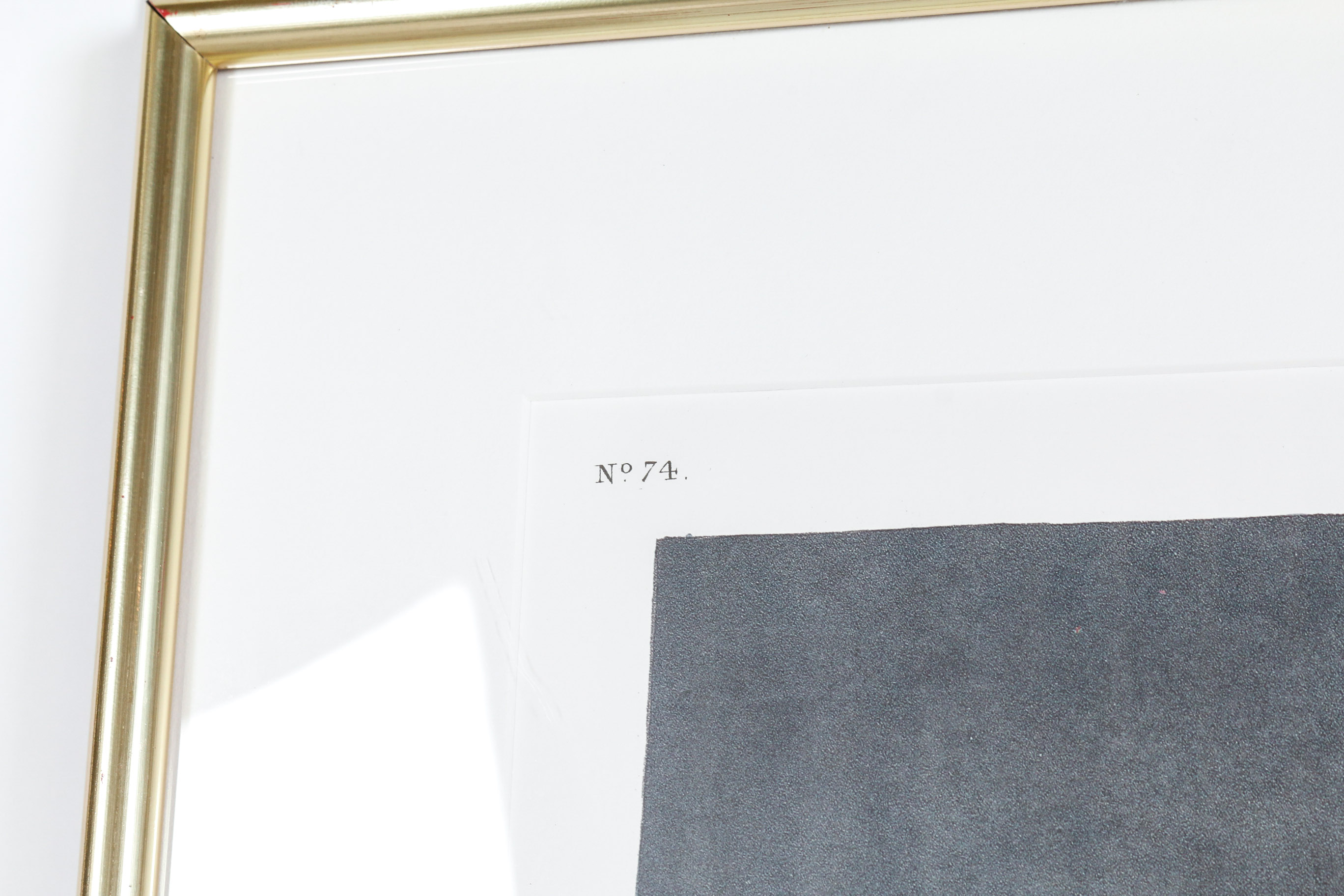 Audobon Bird Print with Book