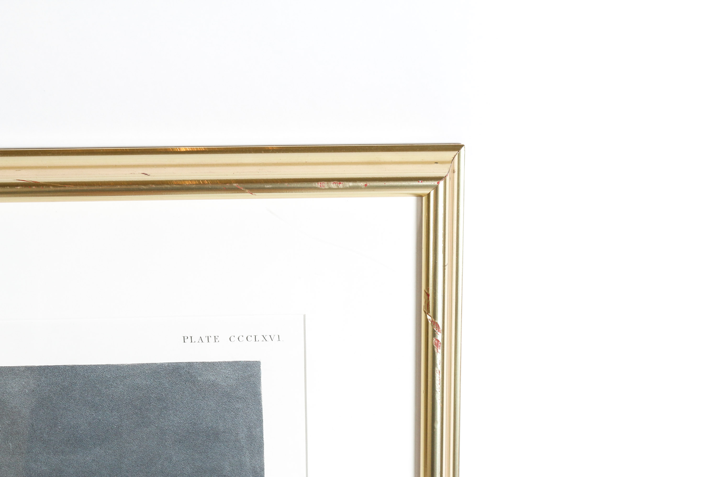 Audobon Bird Print with Book