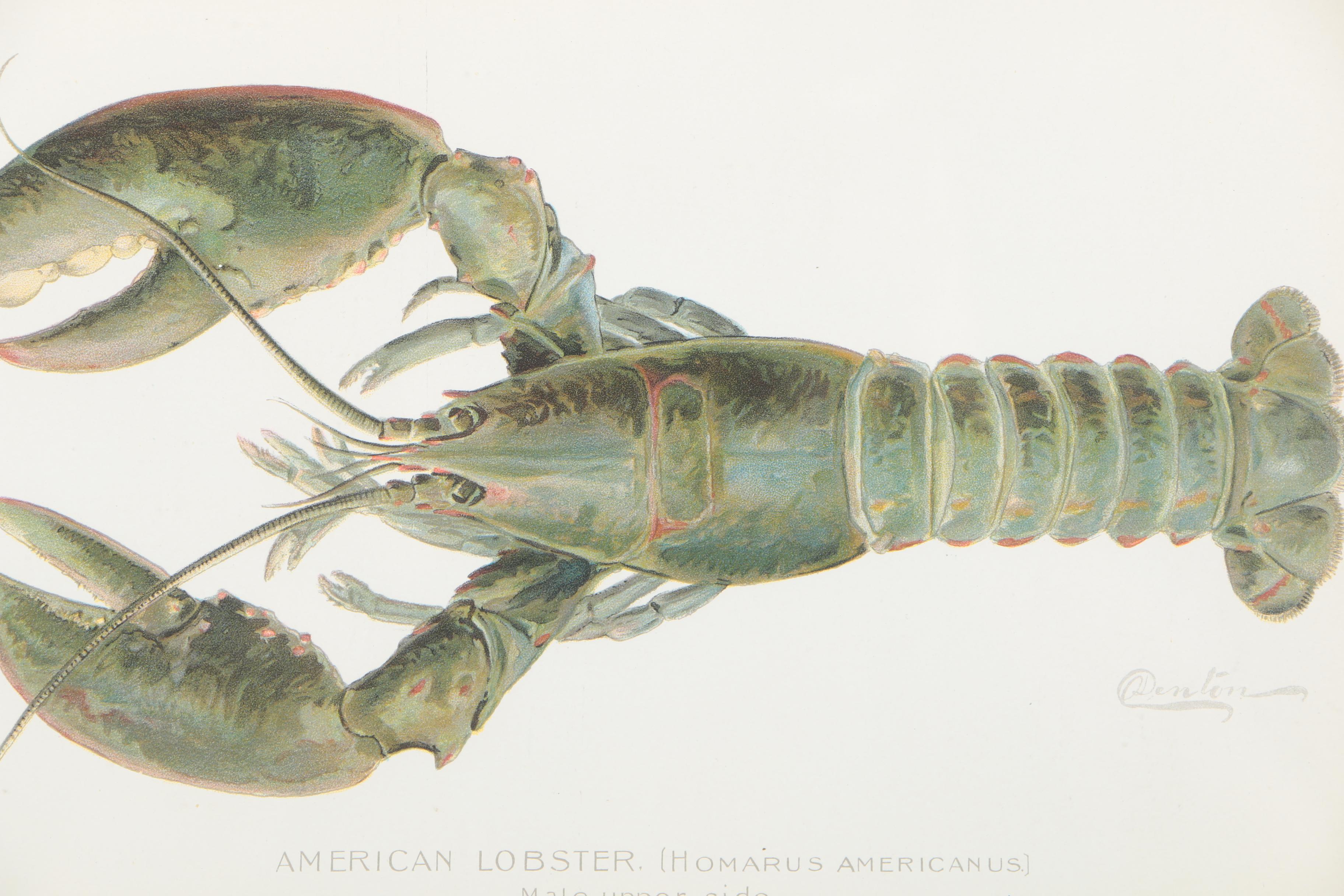 Pair of Sherman Foote Denton Framed Chromolithographs of a Male and Female Lobster