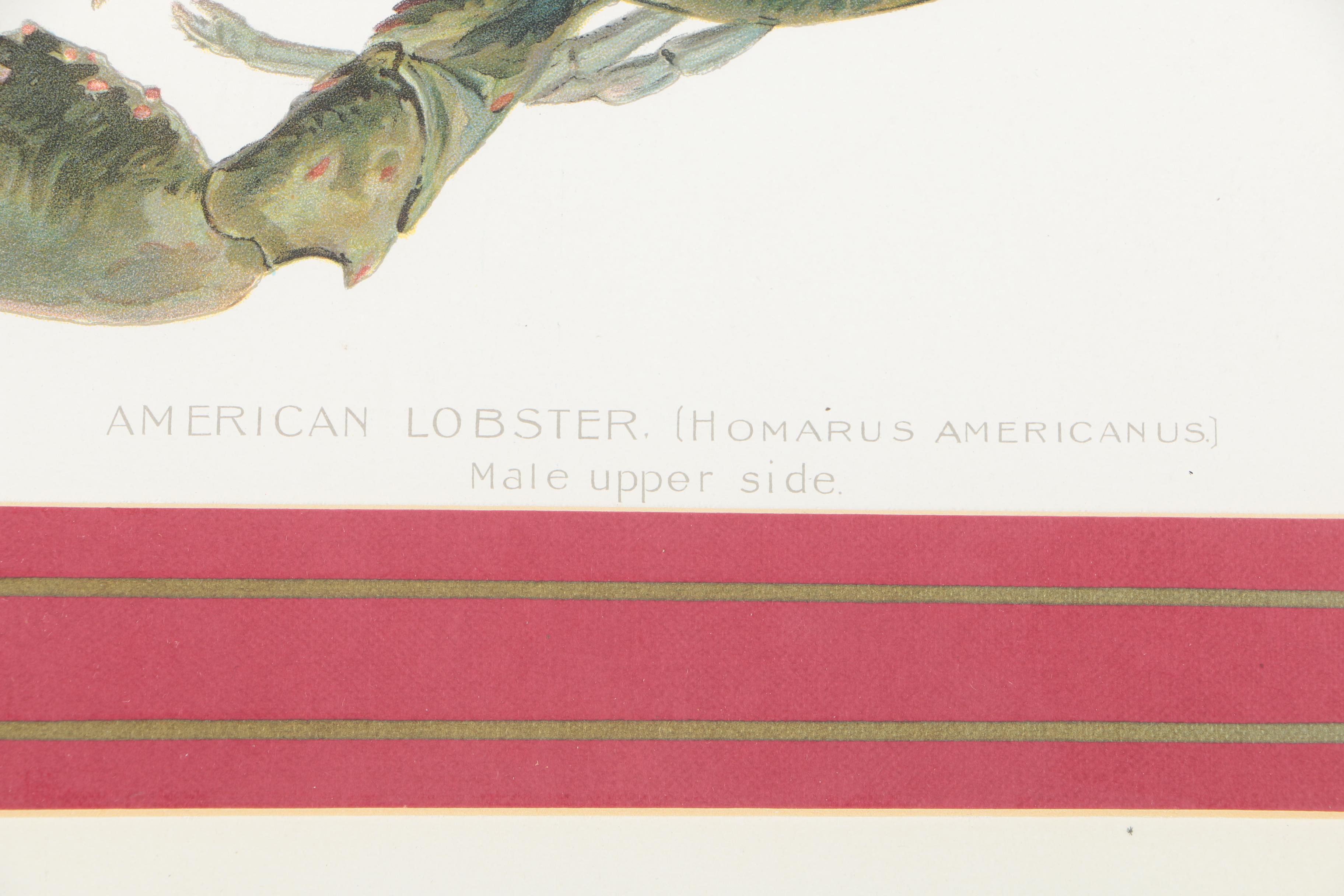 Pair of Sherman Foote Denton Framed Chromolithographs of a Male and Female Lobster