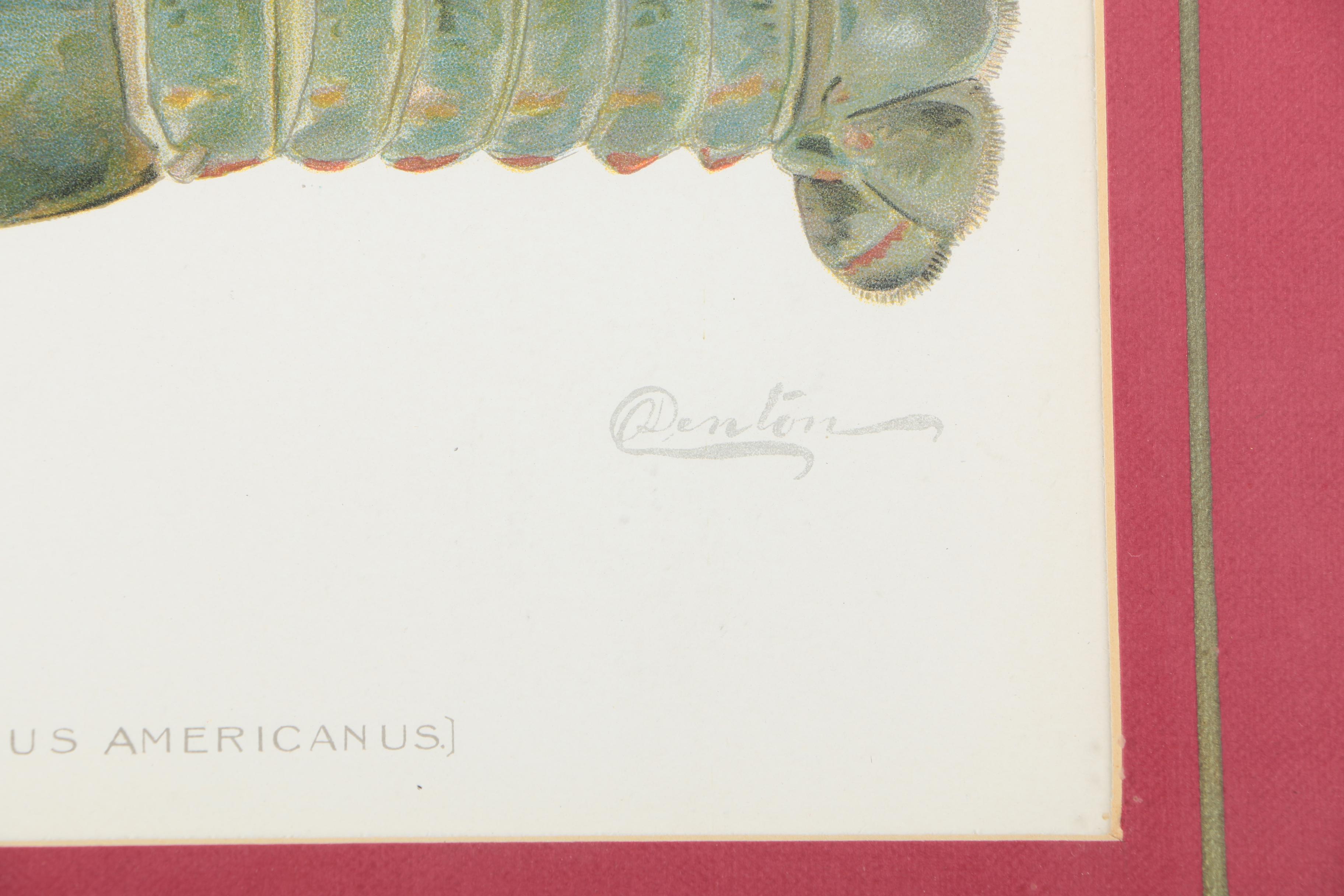 Pair of Sherman Foote Denton Framed Chromolithographs of a Male and Female Lobster