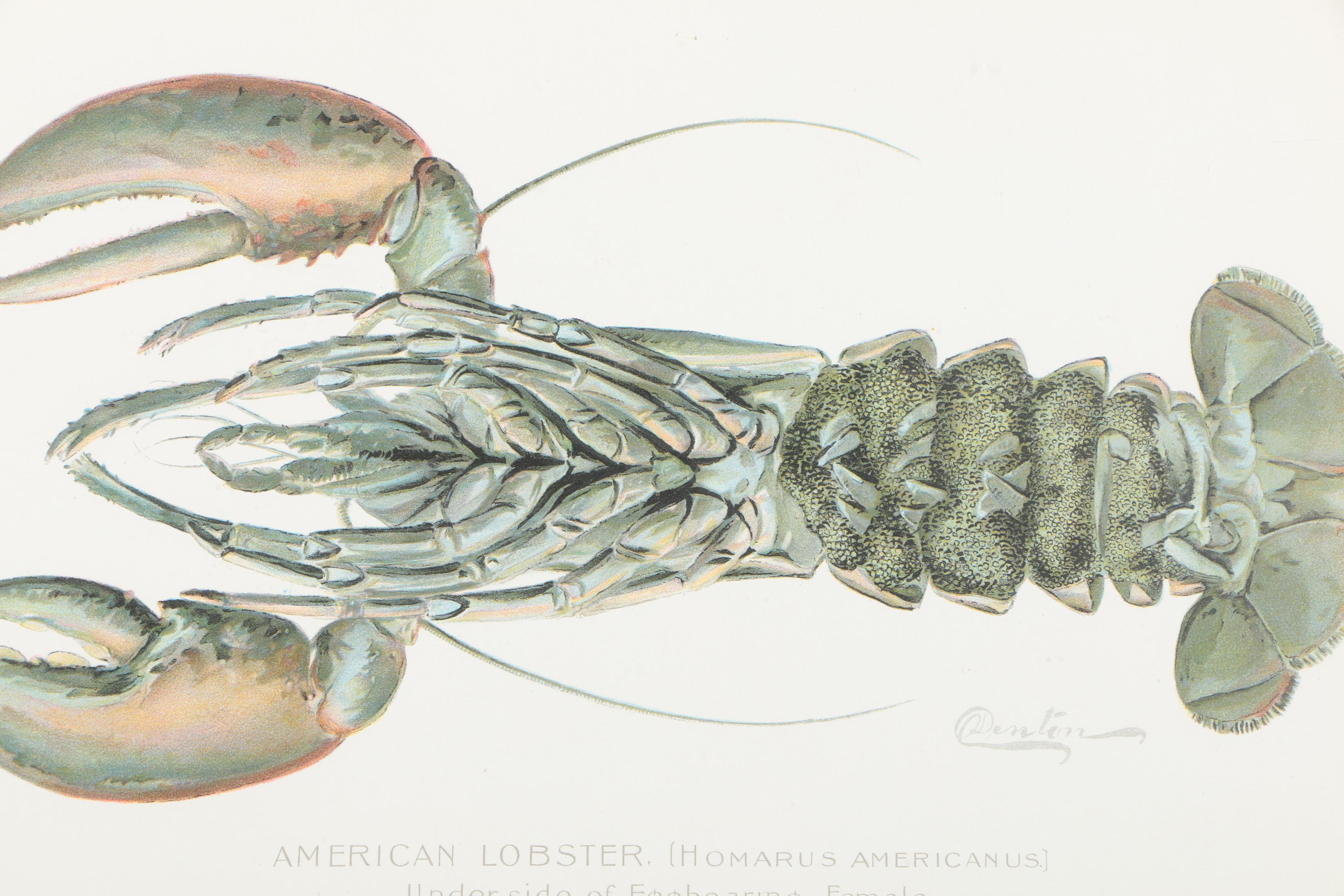 Pair of Sherman Foote Denton Framed Chromolithographs of a Male and Female Lobster