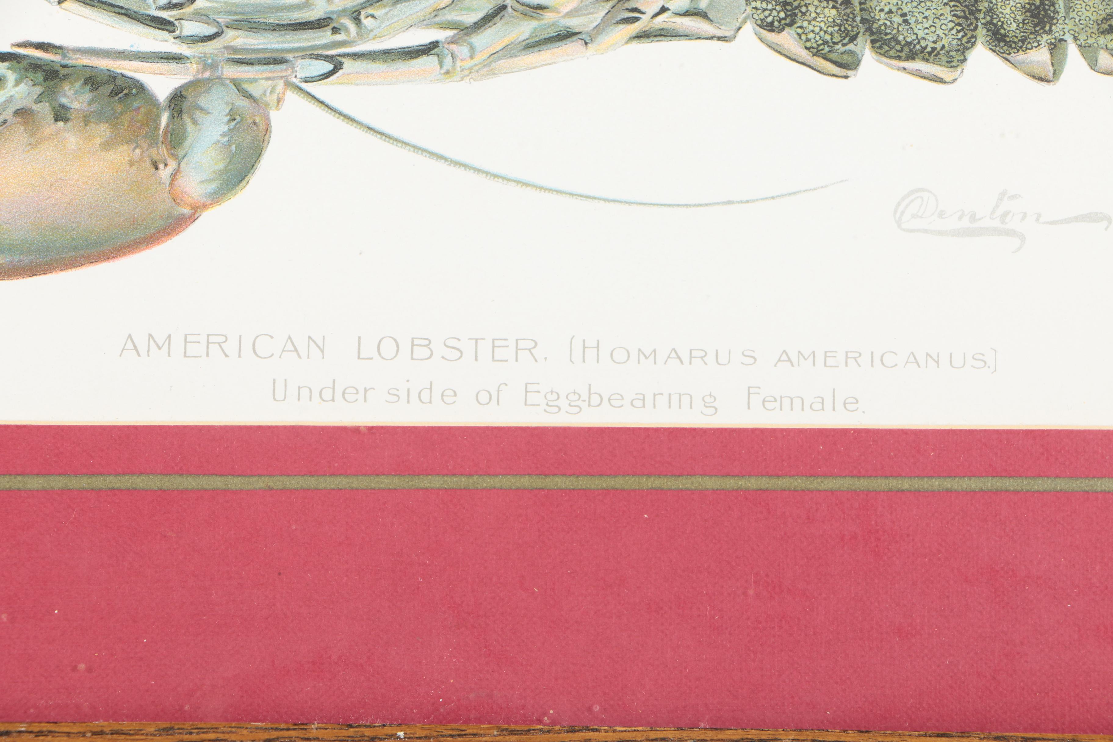 Pair of Sherman Foote Denton Framed Chromolithographs of a Male and Female Lobster
