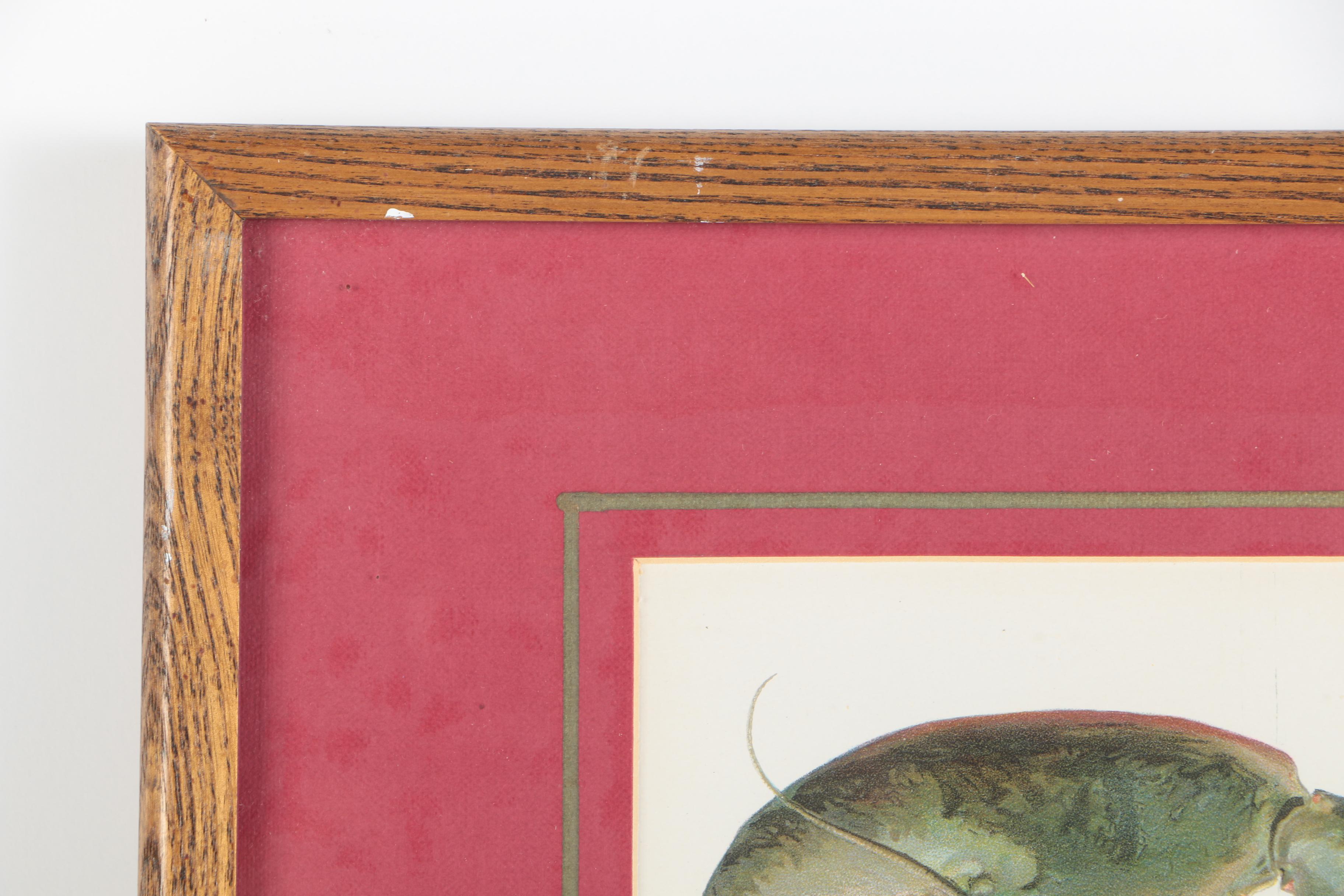 Pair of Sherman Foote Denton Framed Chromolithographs of a Male and Female Lobster