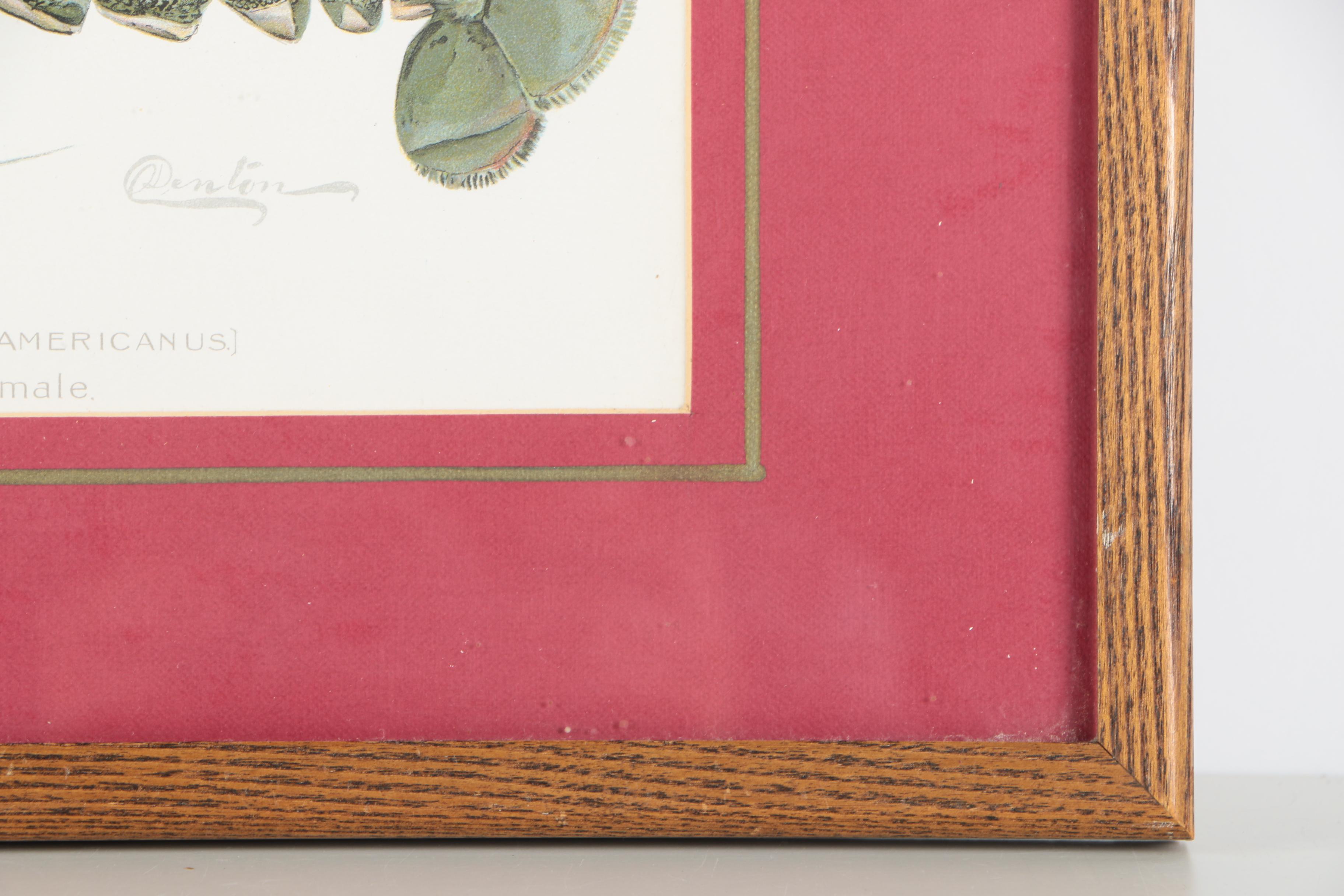 Pair of Sherman Foote Denton Framed Chromolithographs of a Male and Female Lobster